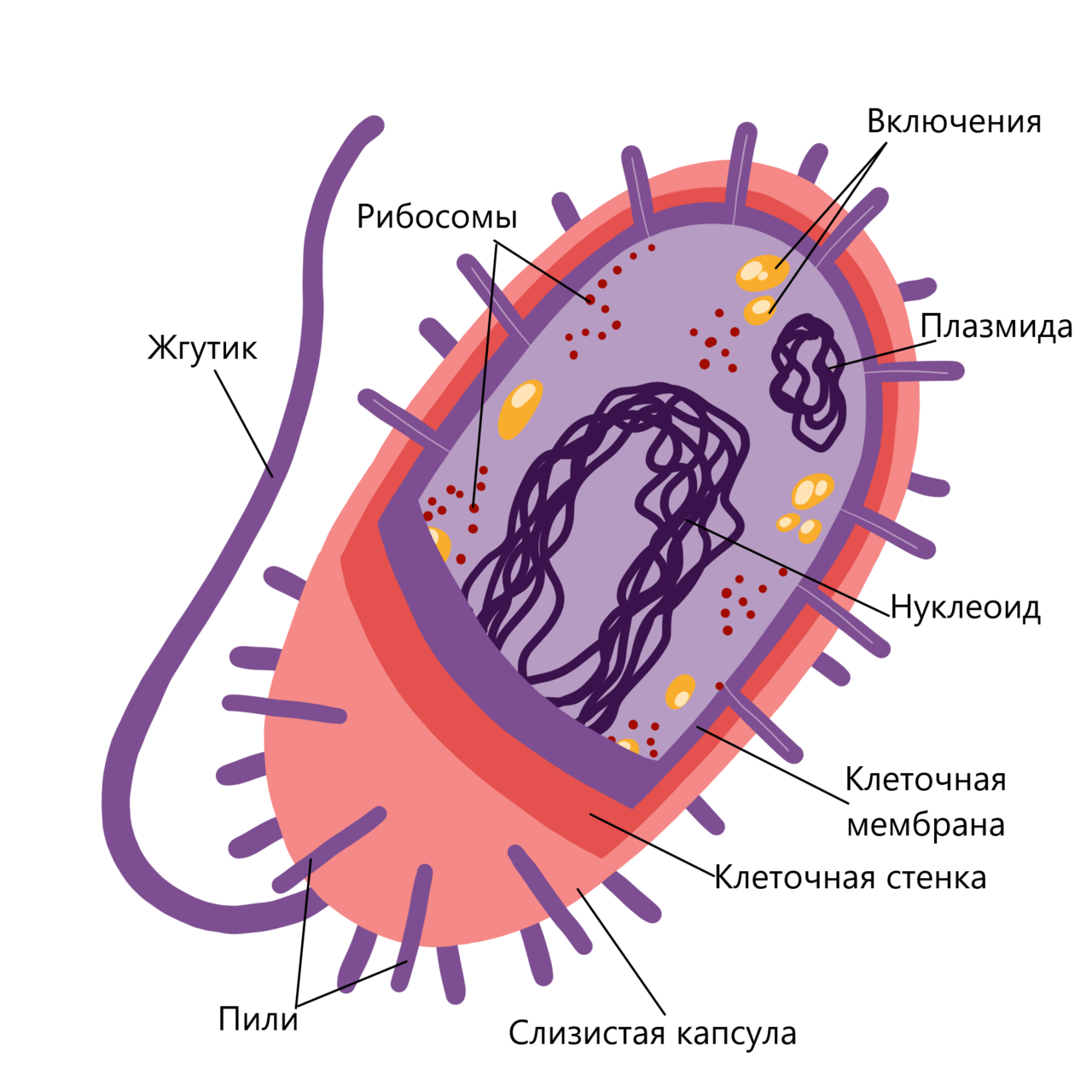 Клетки прокариот имеют ядро. Строение бактериальной клетки прокариот. Строение клетки прокариот. Строение клетки прокариот бактерии. Прокариотическая клетка bacteria.