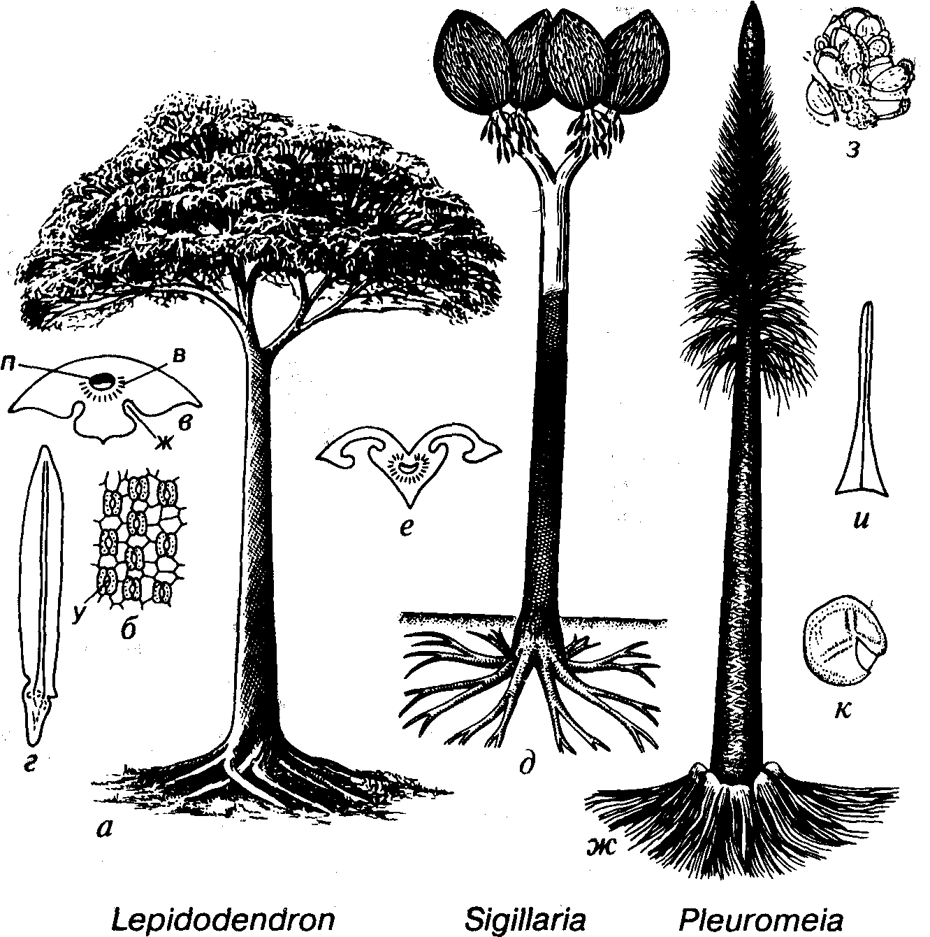 В каком периоде жили древовидные растения. Плаун лепидодендрон. Древовидный плаун лепидодендрон. Сигиллярия растение. Сигиллярии вымершие древовидные.