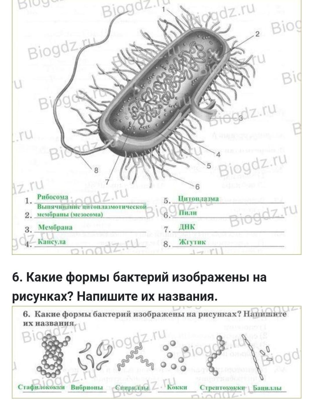 Самостоятельная работа по биологии 7 бактерии. Эубактерии строение бактериальной клетки. Строение покариотической 7клетки. Строение бактериальной клетки 7 класс биология. Схема строения бактериальной клетки биология 7 класс.