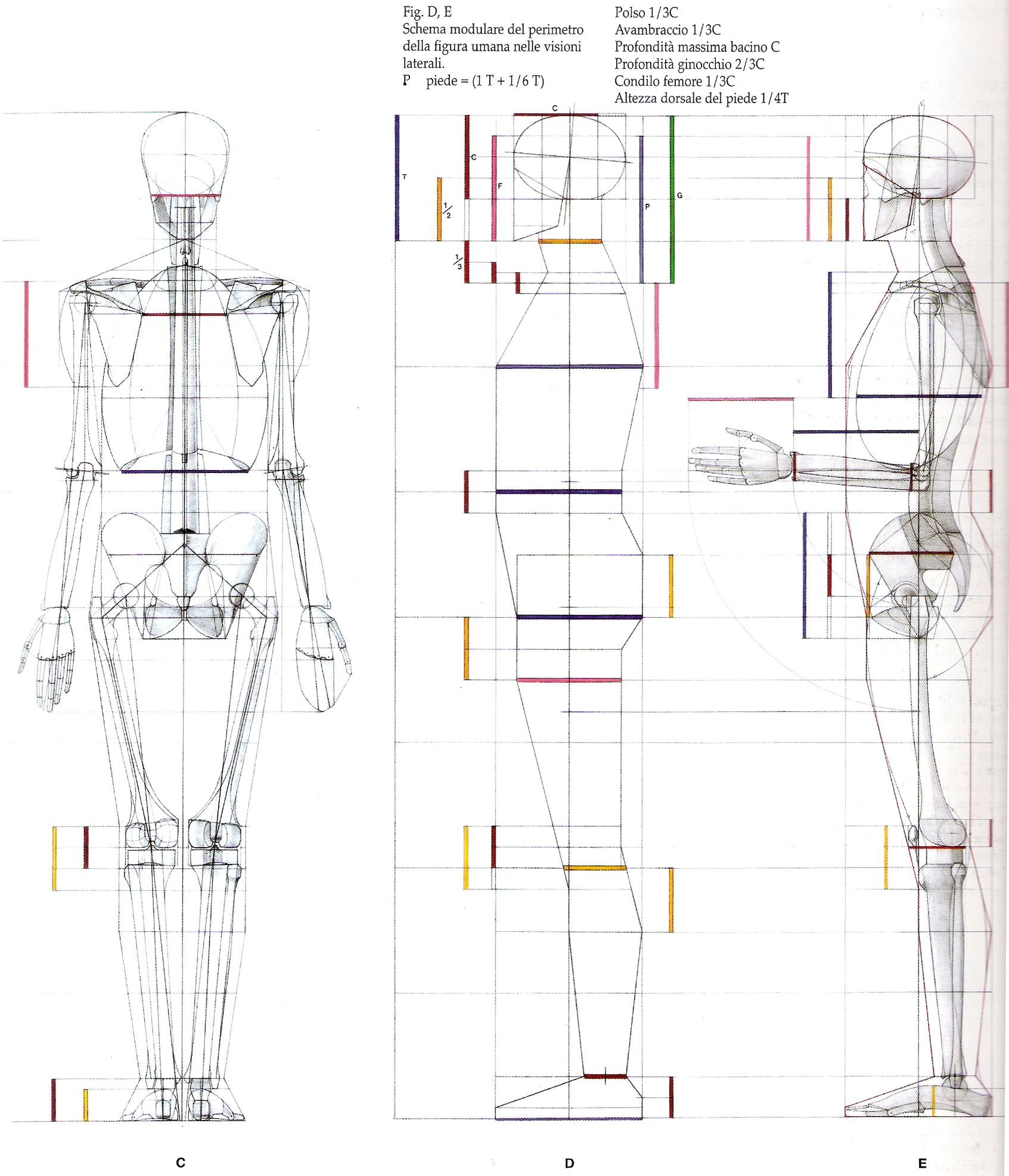 Уроки построение человека. Пропорции тела человека Баммес. Анатомия человека рисование пропорции тела. Баммес анатомия пропорции тела. Пропорции фигуры человека Бамме.