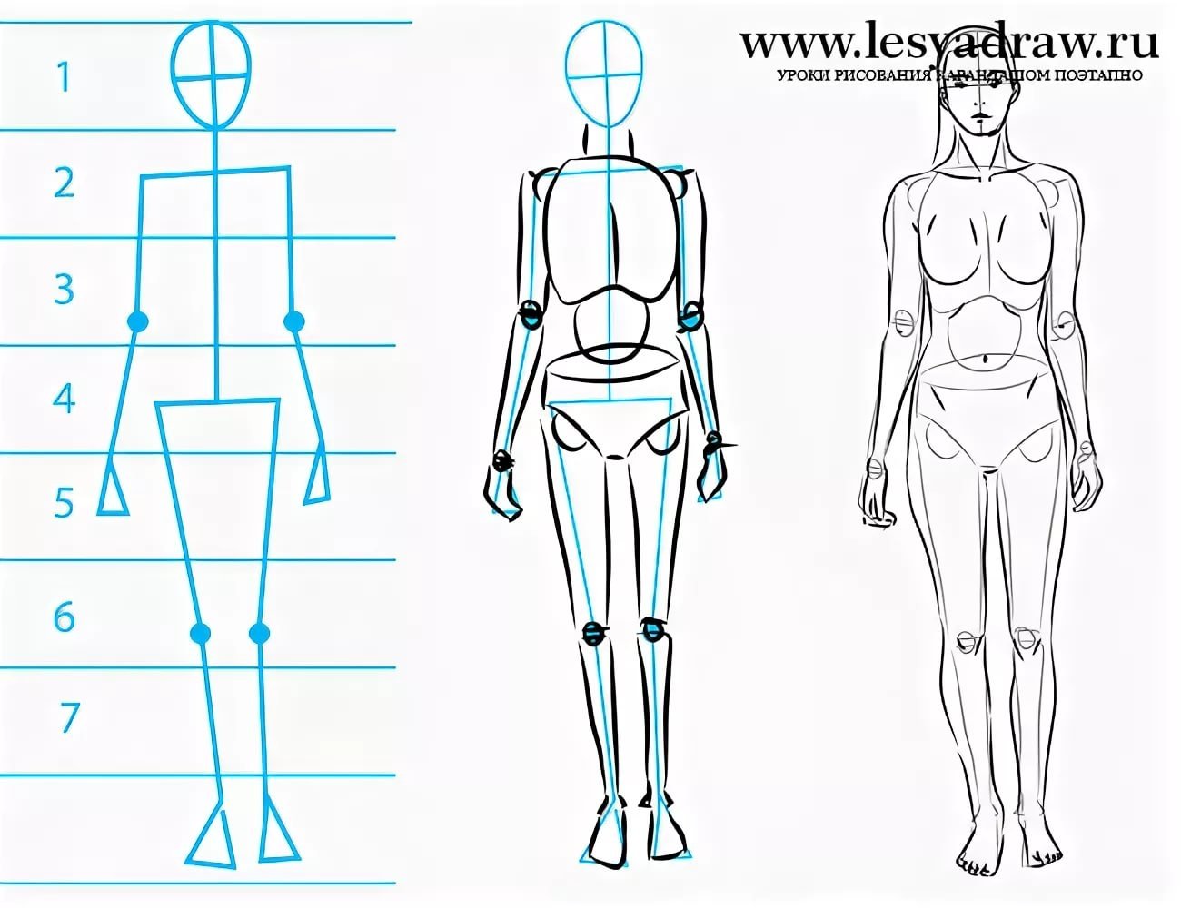 Тела карандашом поэтапно. Фигура человека рисунок. Схема рисования человека. Рисунок человека в полный рост карандашом. Тело человека для рисования.