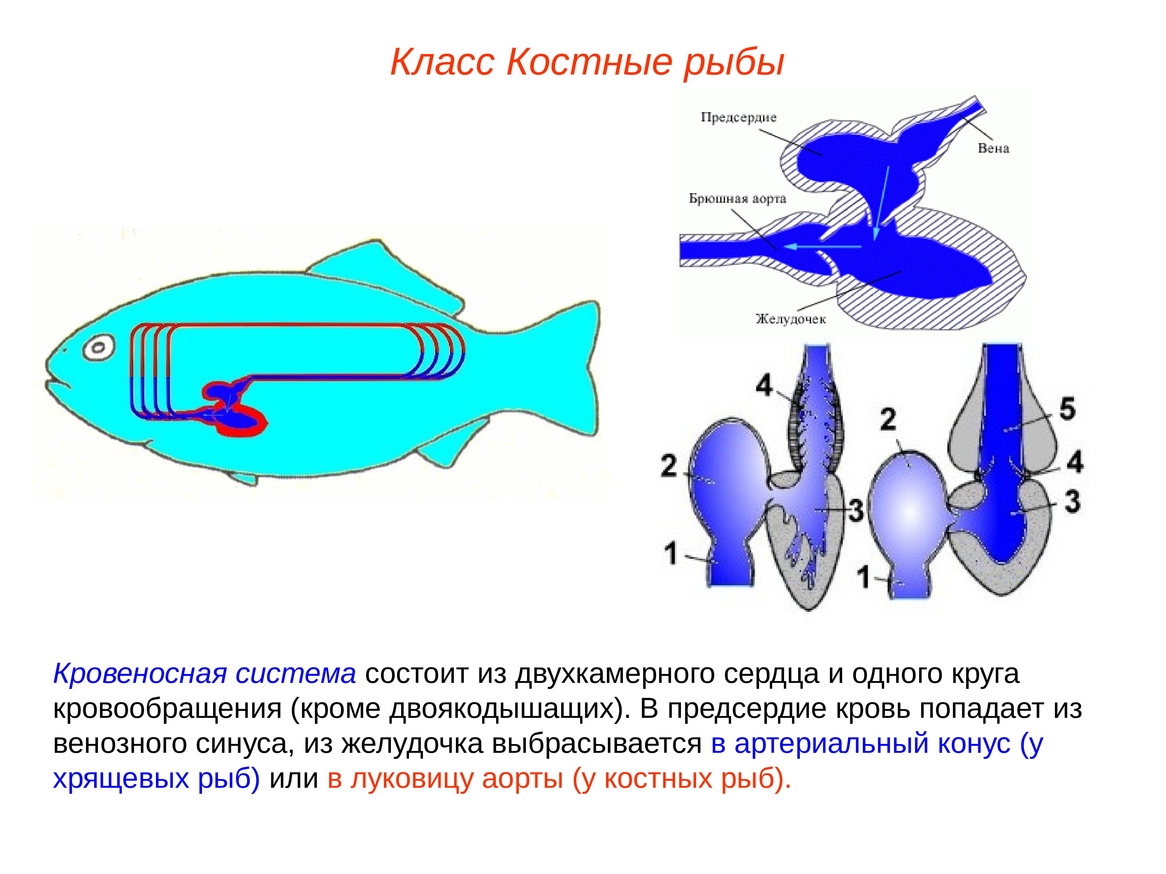 Двухкамерное сердце состоит. Система кровообращения костистых рыб. Схема кровеносной системы костистой рыбы. Строение сердца костных рыб. Строение сердца хрящевых рыб.