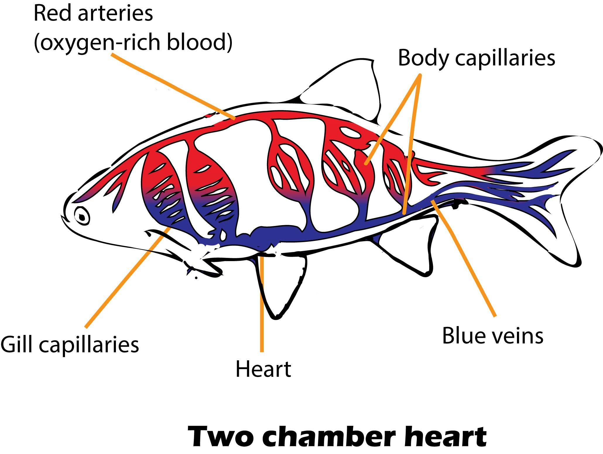 У рыбы есть кровь. Fish Circulatory System. Сердце рыбы. Как выглядит сердце рыбы. Макет сердца рыбы.