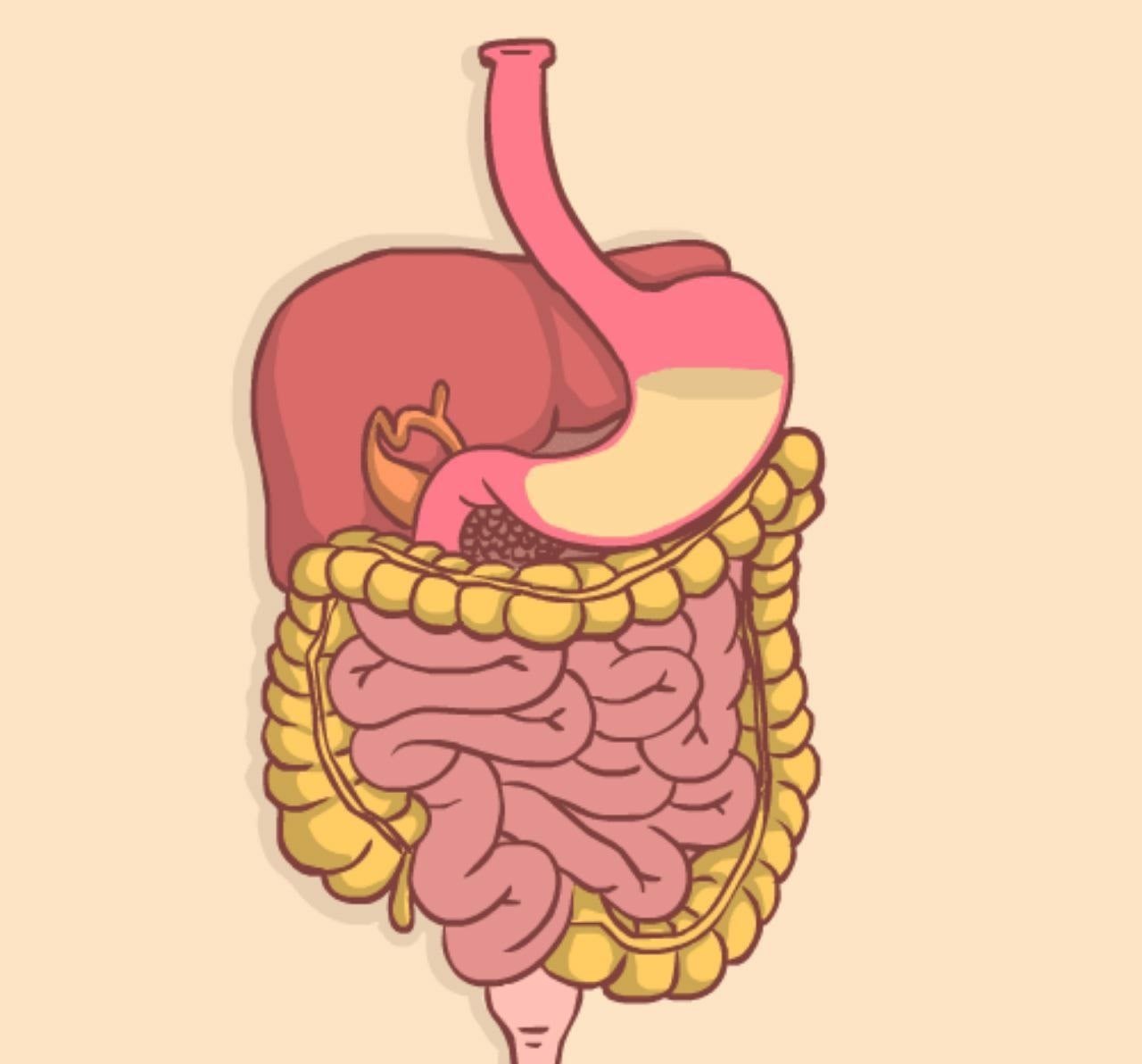 Рот пищевод кишечник. Пищеварительная система кишечник анатомия. Пищеварение анимация.