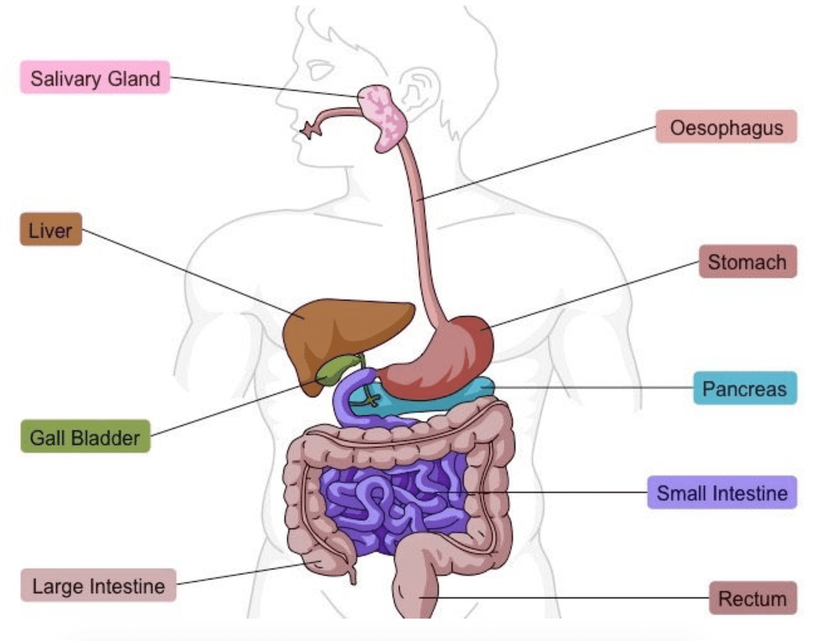 Digestive organs