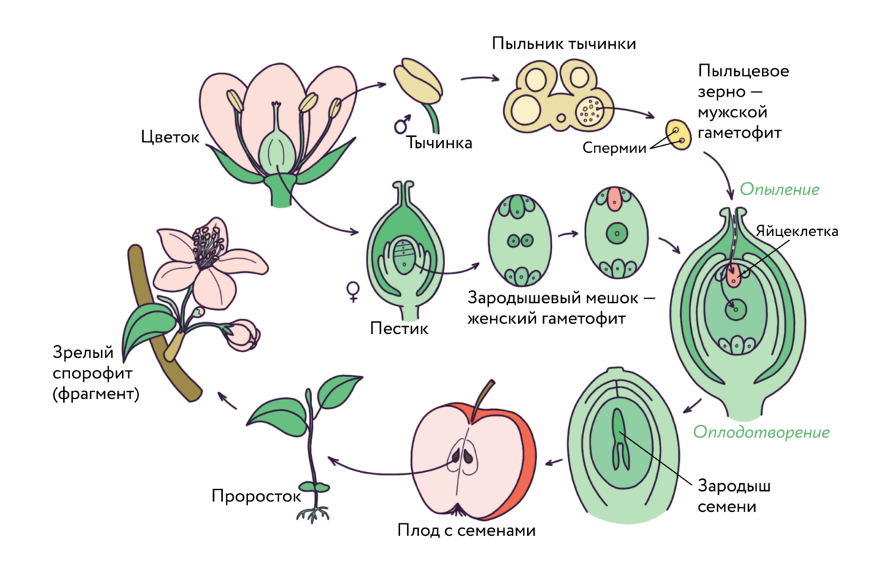 Деление генеративной клетки пыльцевого зерна. Размножение покрытосеменных растений схема. Схема жизненного цикла цветковых растений 6 класс биология. Жизненный цикл цветкового растения схема. Цикл размножения покрытосеменных растений схема.