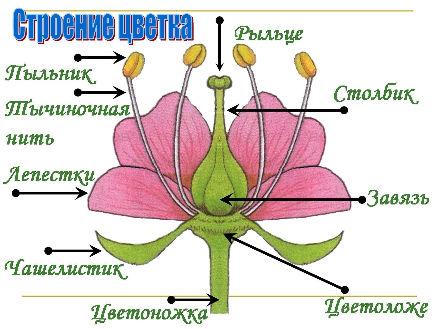 Простые цветки биология. Схема строения цветка 6 класс биология. Схема цветка биология 6 класс. Строение цветка 6 класс биология рисунок из учебника. Строение цветка покрытосеменных растений.