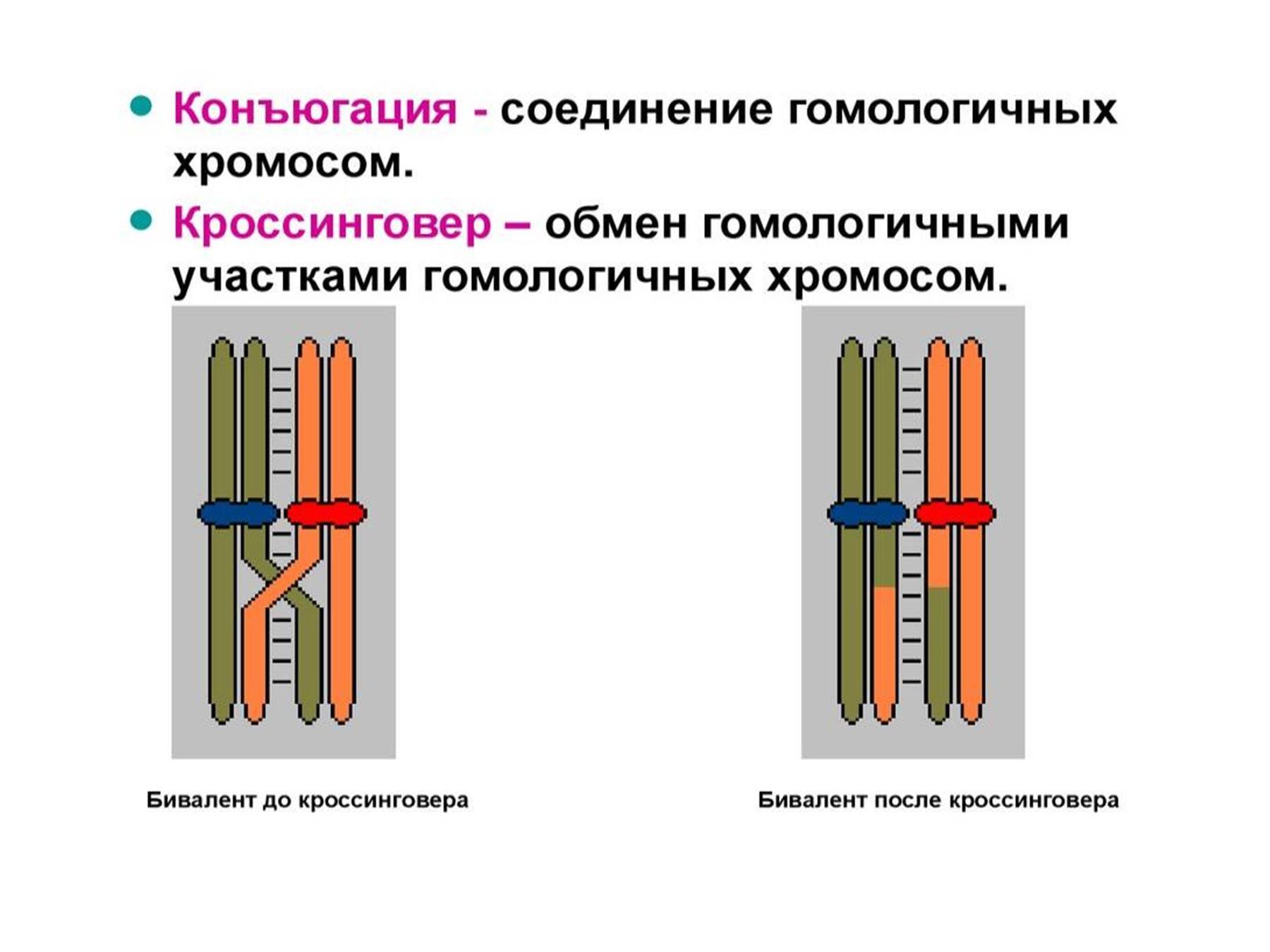 Конъюгация и кроссинговер в клетках животных происходят. Конъюгация гомологичных хромосом схема. Механизм кроссинговера и конъюгации. Схема кроссинговера биология. Кроссинговер биваленты.