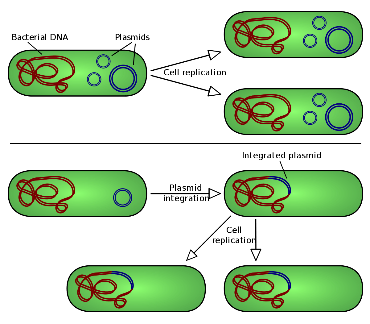 Гибридизация плазмид. Плазмиды бактерии репликации. Плазмидная ДНК бактерий. Плазмиды и эписомы. Репликация плазмид бактерий.