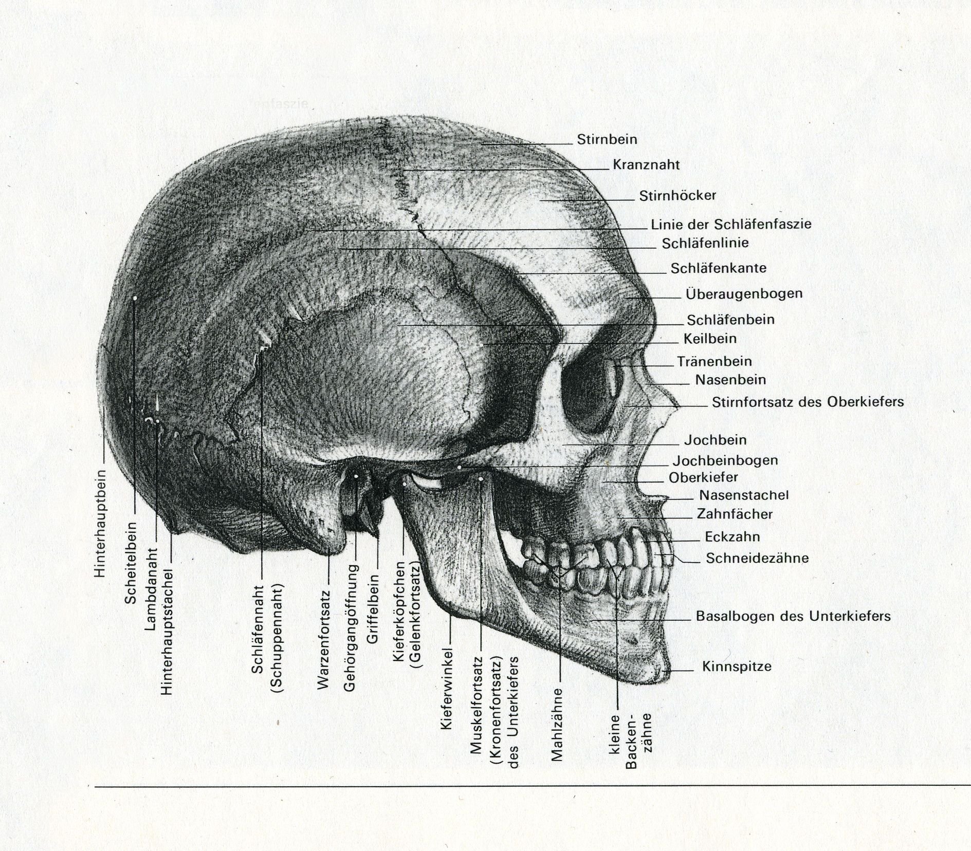 Чем можно объяснить легкость черепа. Череп человека Готфрид Баммес. Готфрид Баммес голова и строение черепа. Череп сбоку пластическая анатомия. Анатомия головы кости черепа.