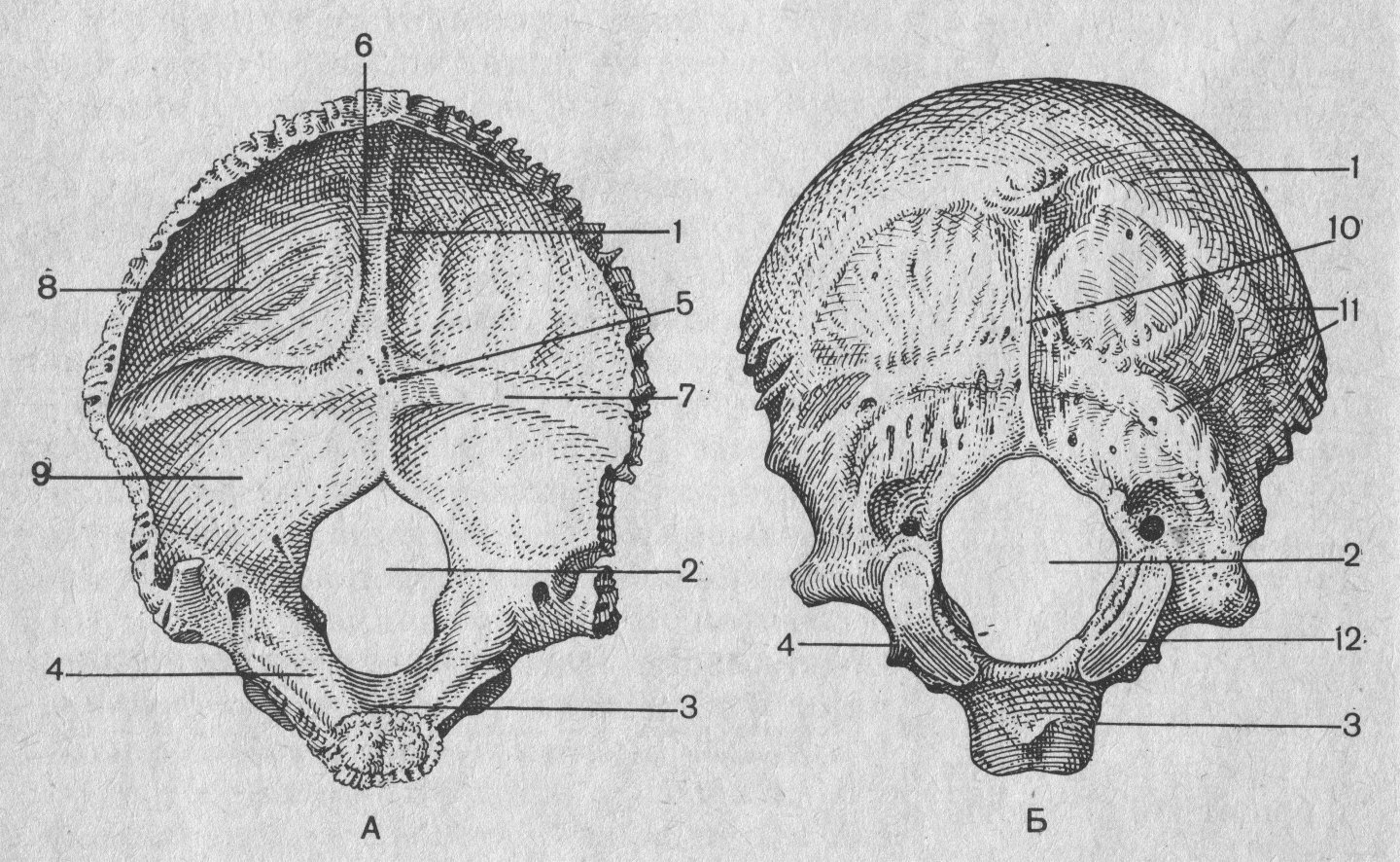 Мыщелок черепа. Затылочная кость кость анатомия. Затылочная кость черепа анатомия животных. Затылочная кость черепа анатомия строение. Анатомия затылочной кости.