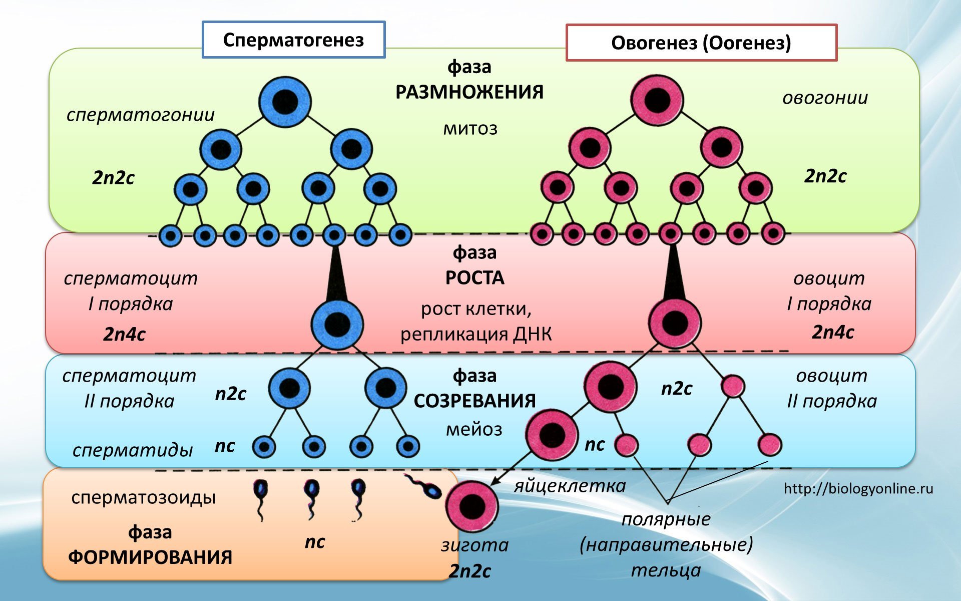 Сколько хромосом содержится в гаметах. Периоды гаметогенеза схема. Сперматогенез оогенез овогенез. Схема сперматогенеза и овогенеза. Онтогенез и сперматогенез.
