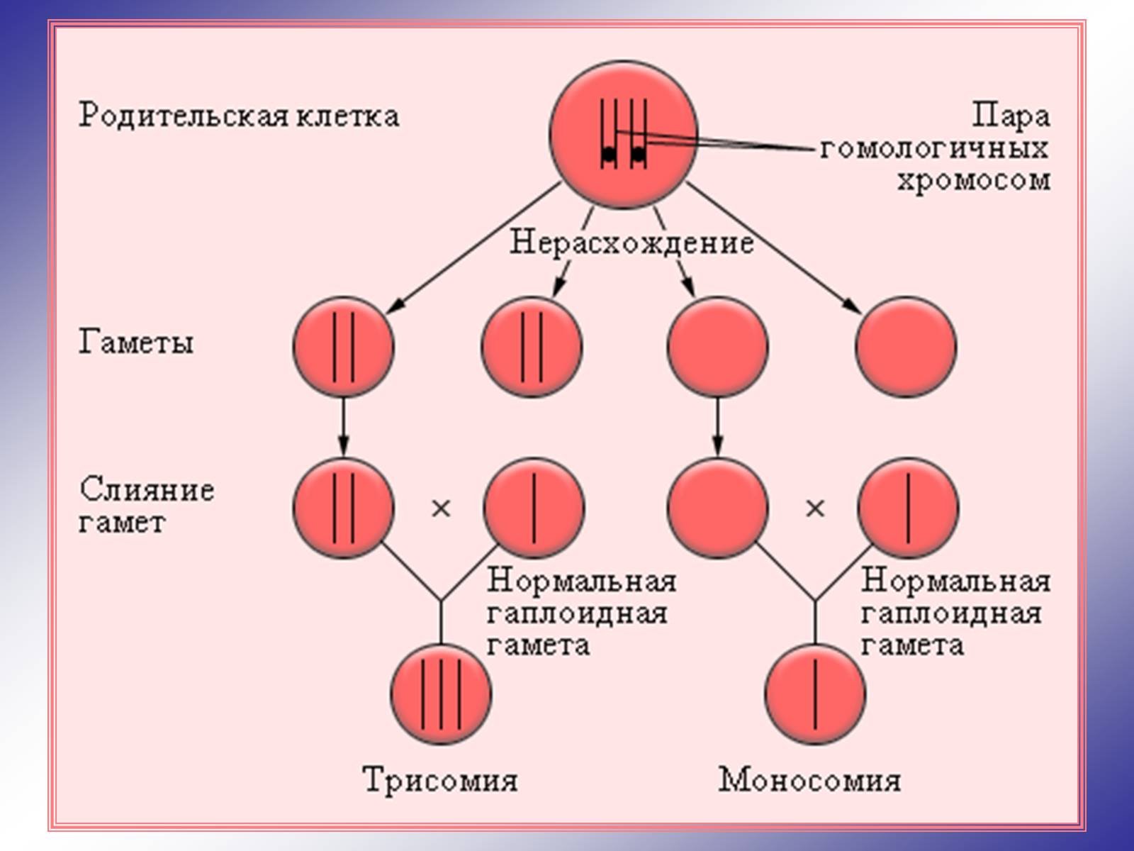 В гаплоидных клетках человека 23. Нерасхождение хромосом. Схема нерасхождения хромосом в гаметогенезе. Нерасхождение хромосом в Гамете. Нерасхождение половых хромосом набор.