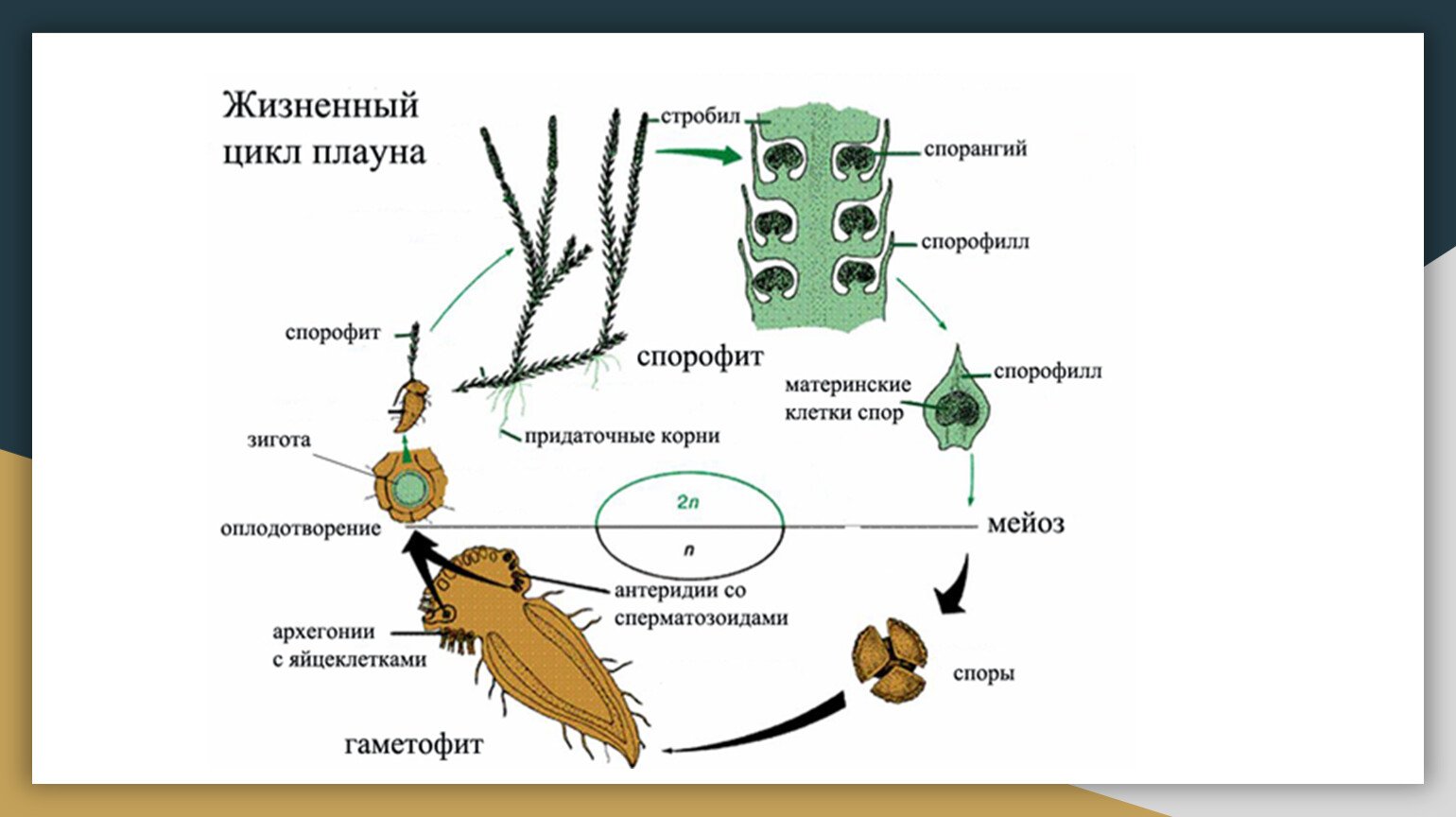 У какой водоросли преобладает спорофит. Этапы жизненного цикла плауна. Жизненный цикл плаунов схема. Жизненный цикл плауна схема. Цикл размножения плауна.