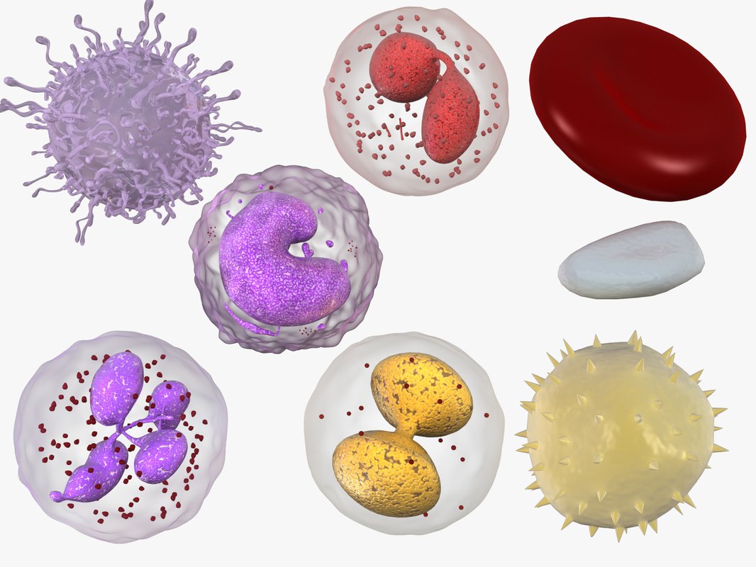 Элементы белой крови. Лейкоциты безъядерные клетки. Полинуклеарные лейкоциты. Лейкоциты белые клетки крови. Клетки крови лейкоциты рисунок.
