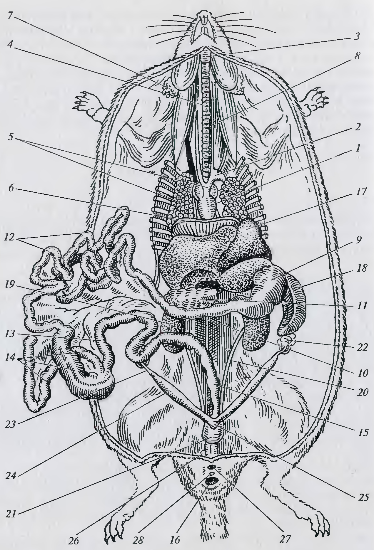 Внутреннее строение кролика. Расположение внутренних органов самки крысы. Топография внутренних органов крысы. Анатомия крысы внутреннее строение.