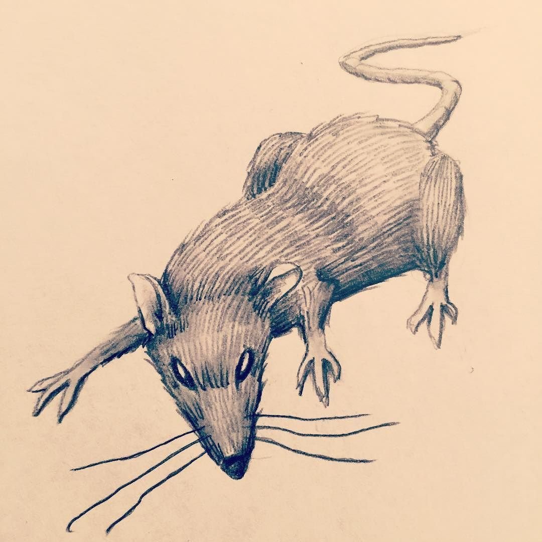 Серая крыса строение. Крыса рисунок. Крыса скетч. Крыса рисунок карандашом. Грызун скетч.