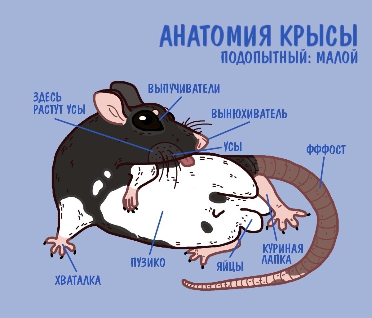 Почему мышь назвали мышью. Строение крысы. Строение тела крысы.