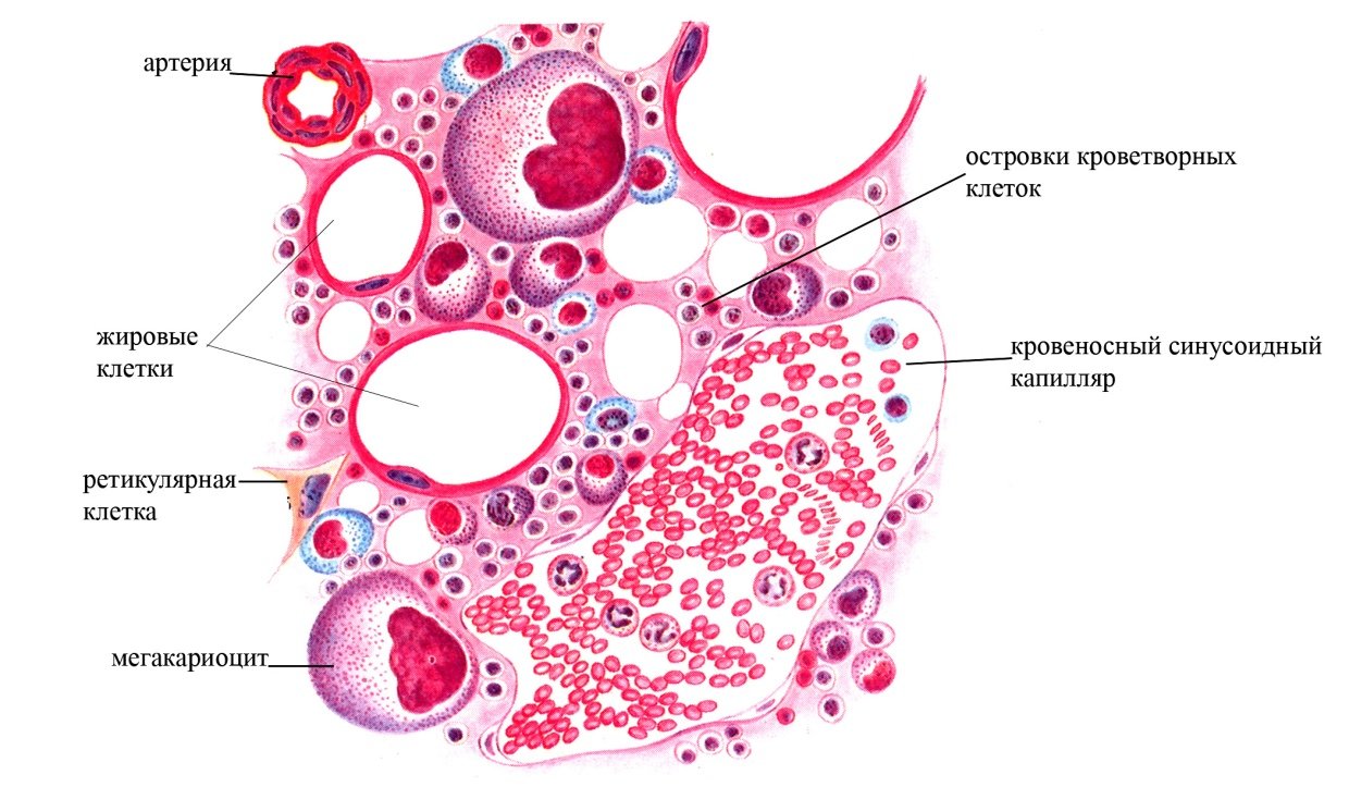 Основные структуры красного костного мозга. Ретикулярные клетки красного костного мозга. Срез красного костного мозга гистология. Основные структуры красного костного мозга иммунология.