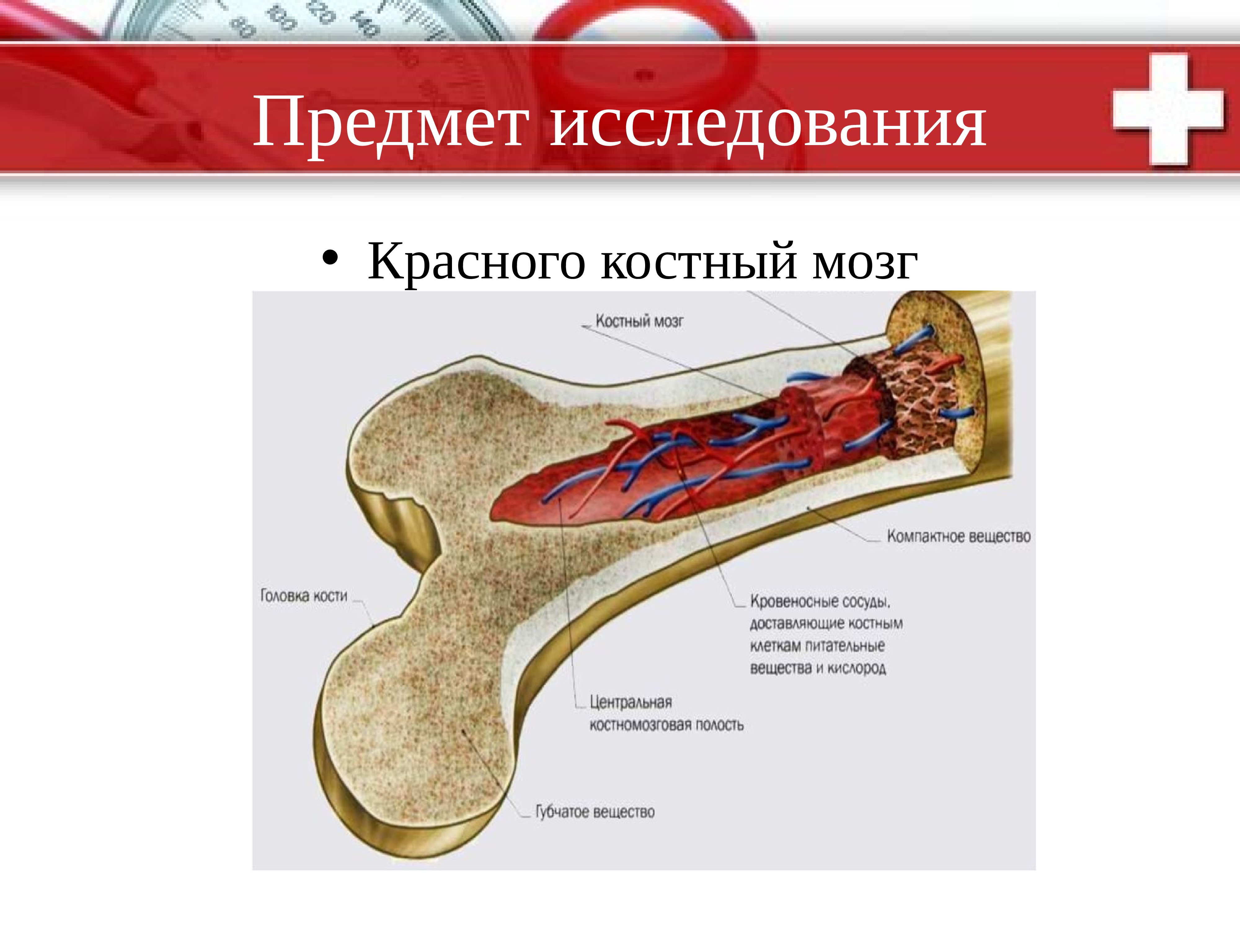 Функция желтого костного мозга в трубчатой кости. Красный костный мозг в трубчатой кости. Жёлтый костный мозг в трубчатой кости. Трубчатая кость желтый костный мозг. Красный костный мозг в бедренной кости.
