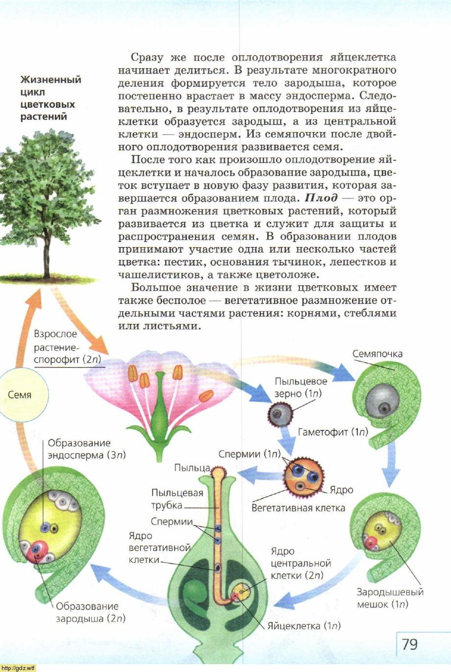 Вегетативное и генеративное ядро