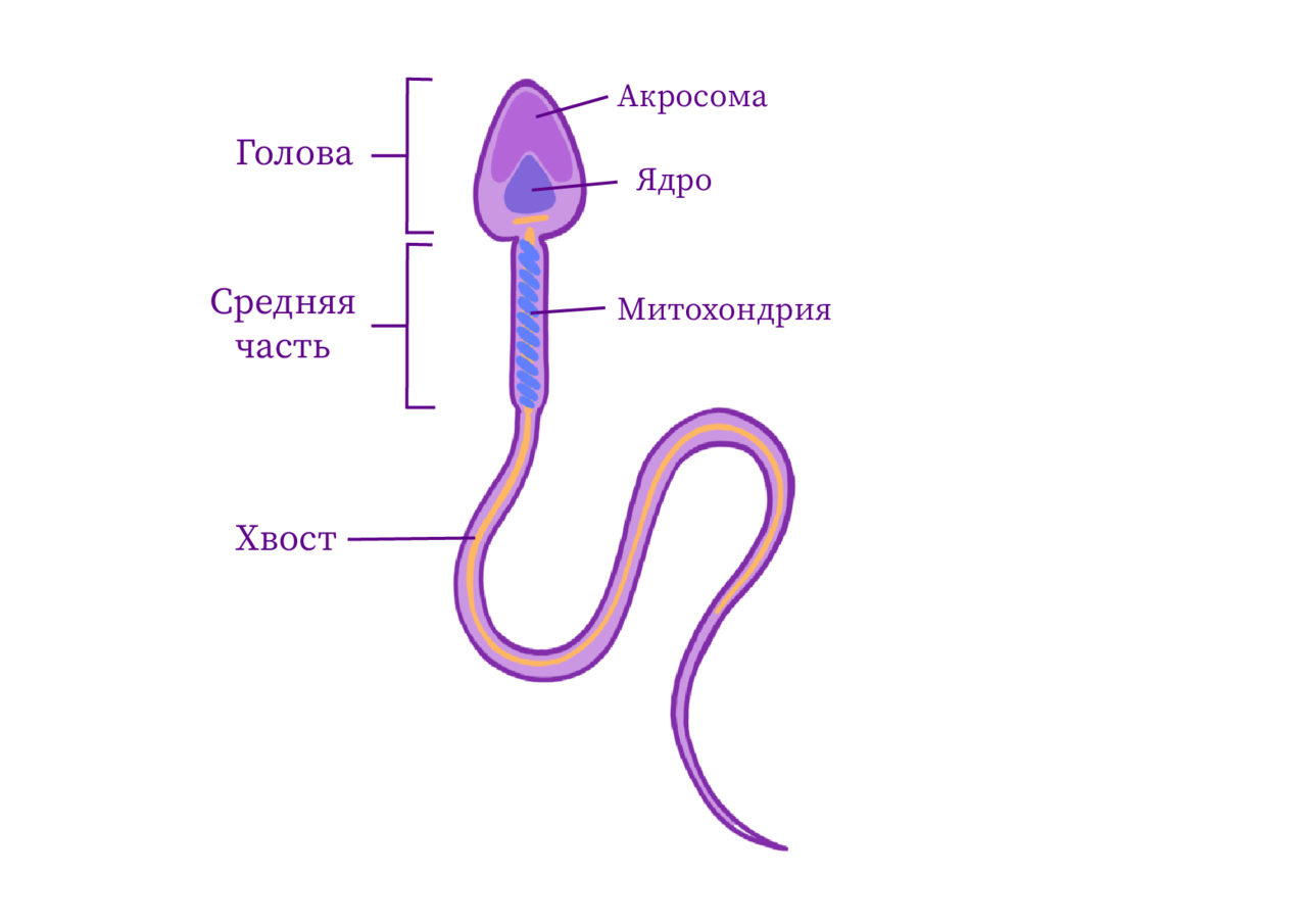 Органы размножения половые клетки оплодотворение. Строение сперматозоида акросома. Сперматозоид строение и функции. Схема строения сперматозоида человека. Половые клетки строение сперматозоида схема.