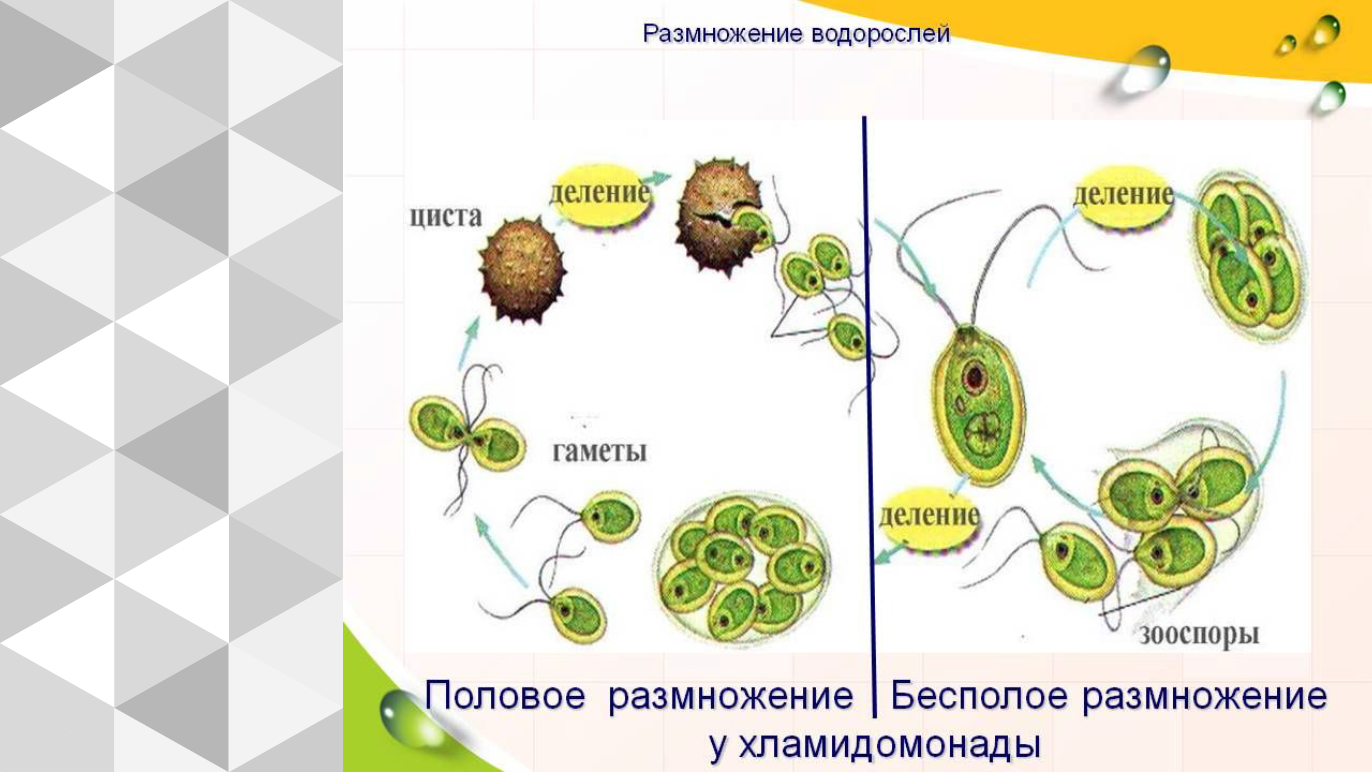 Размножение одноклеточных зеленых водорослей. Размножение водорослей 6 класс биология. Цикл размножения зеленых водорослей. Схема размножения зеленых водорослей.