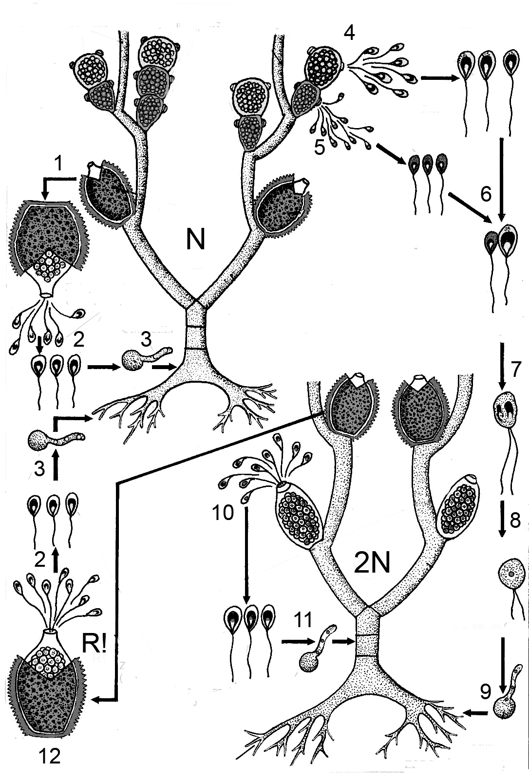 Схема жизненного цикла растения гаметы. Зооспора Chytridiomycota. Хитридиомицеты мицелий. Зооспоры бриопсиса. Строение зооспоры.