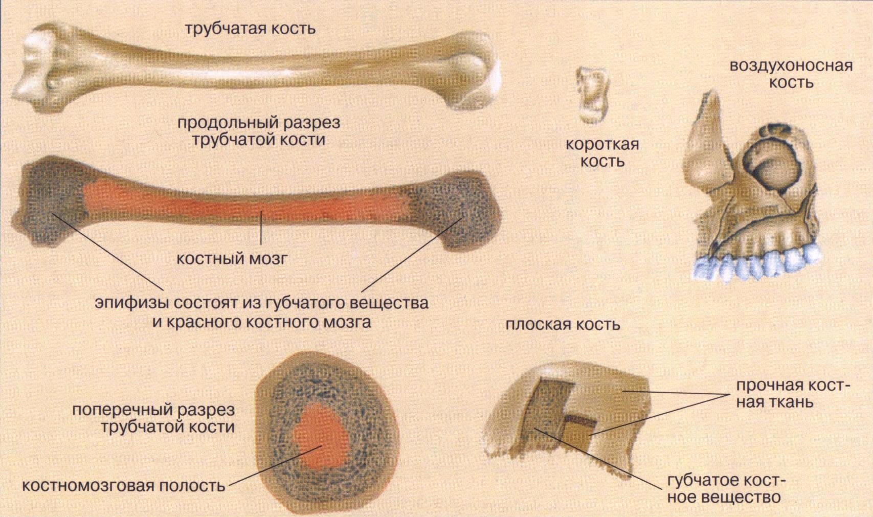 Трубчатые и губчатые кости. Классификация костей трубчатые. Типы костей трубчатые губчатые плоские. Строение трубчатой и губчатой костей. Губчатые трубчатые плоские кости строение.