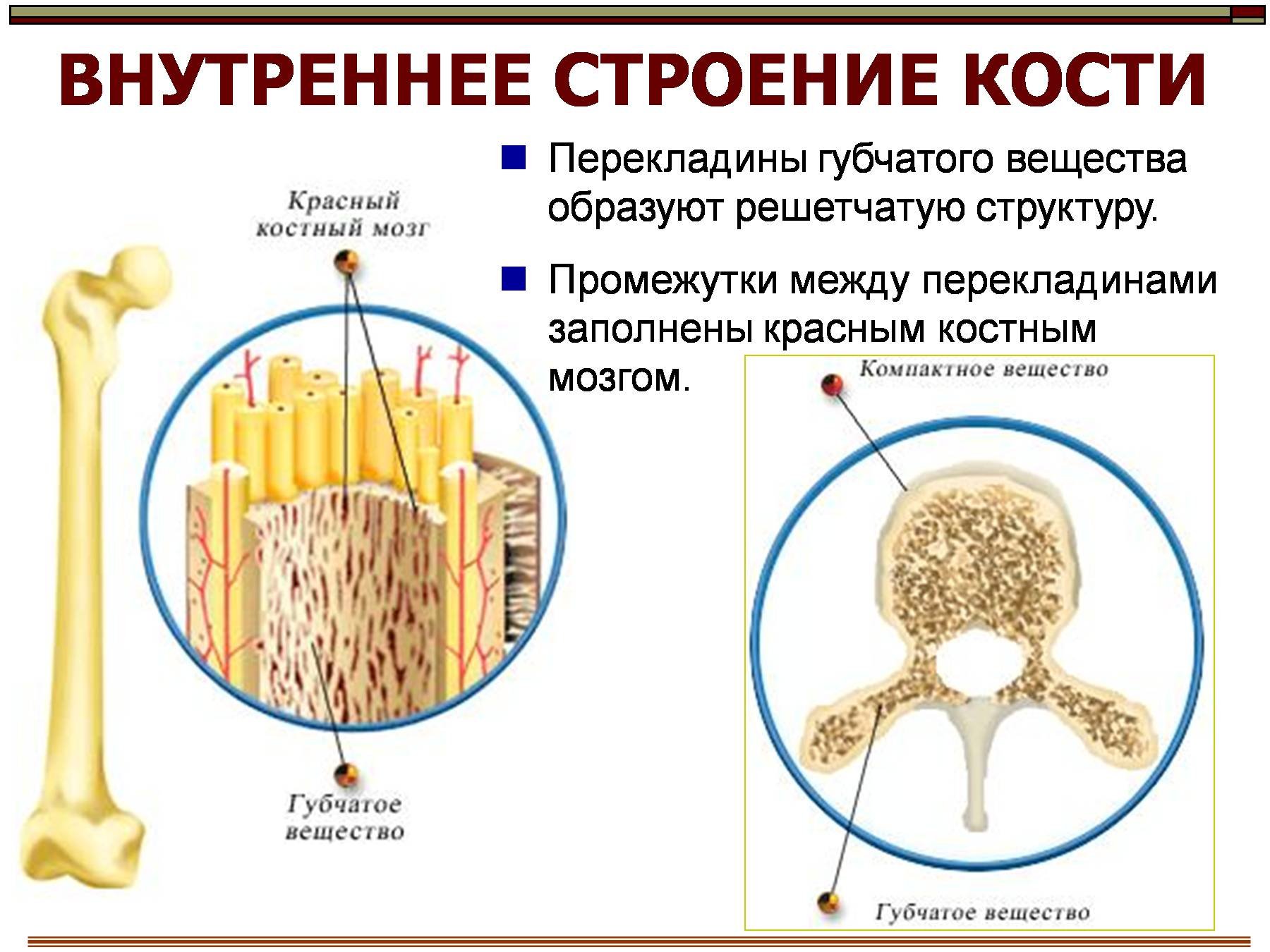 Кости образованные губчатым веществом. Строение кости. Внутреннее строение кости. Внутреннее строение костей анатомия. Костные перекладины губчатого вещества.