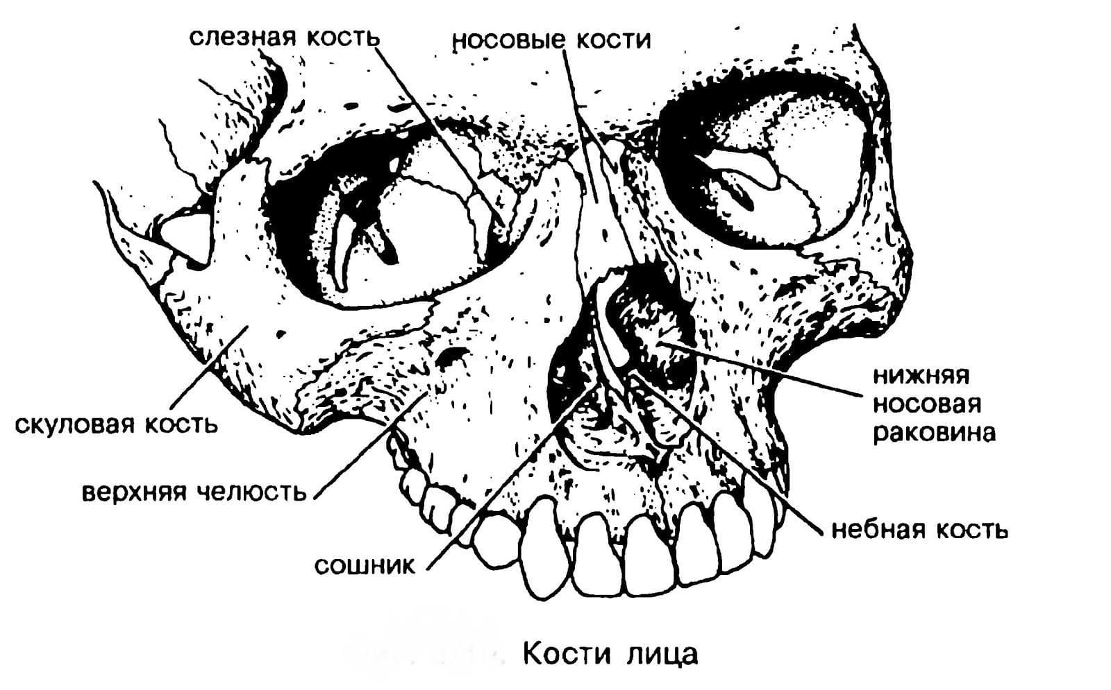 Носовая кость лицевого черепа. Нижняя носовая раковина, сошник ,носовая кость. Нижняя носовая раковина, слезная кость,сошник,носовая кость. Носовая кость черепа анатомия. Кости черепа верхняя скуловая кость анатомия.