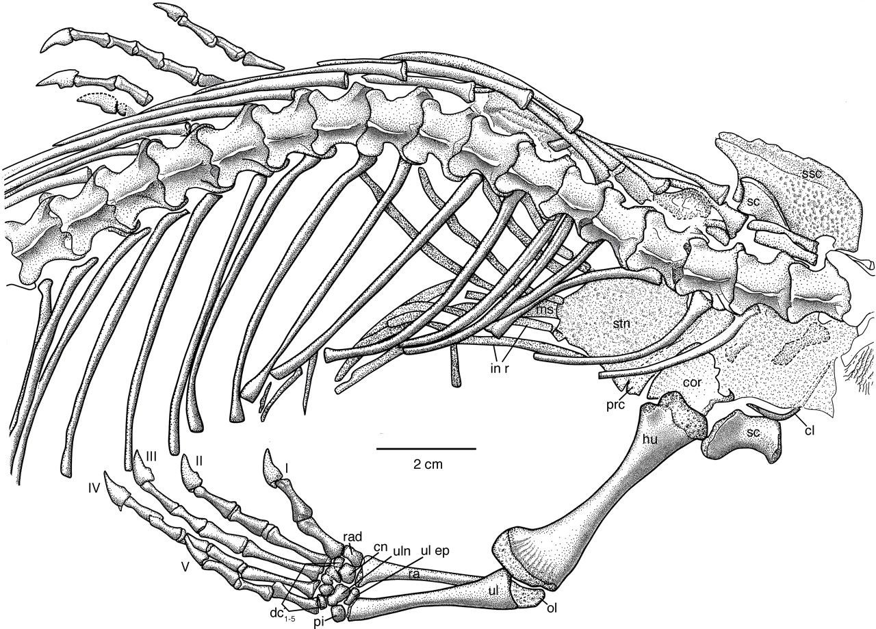 Скелет механизма. Скелет кита. Строение скелета кита. Анатомия ящерицы. Мышцы ящерицы анатомия.