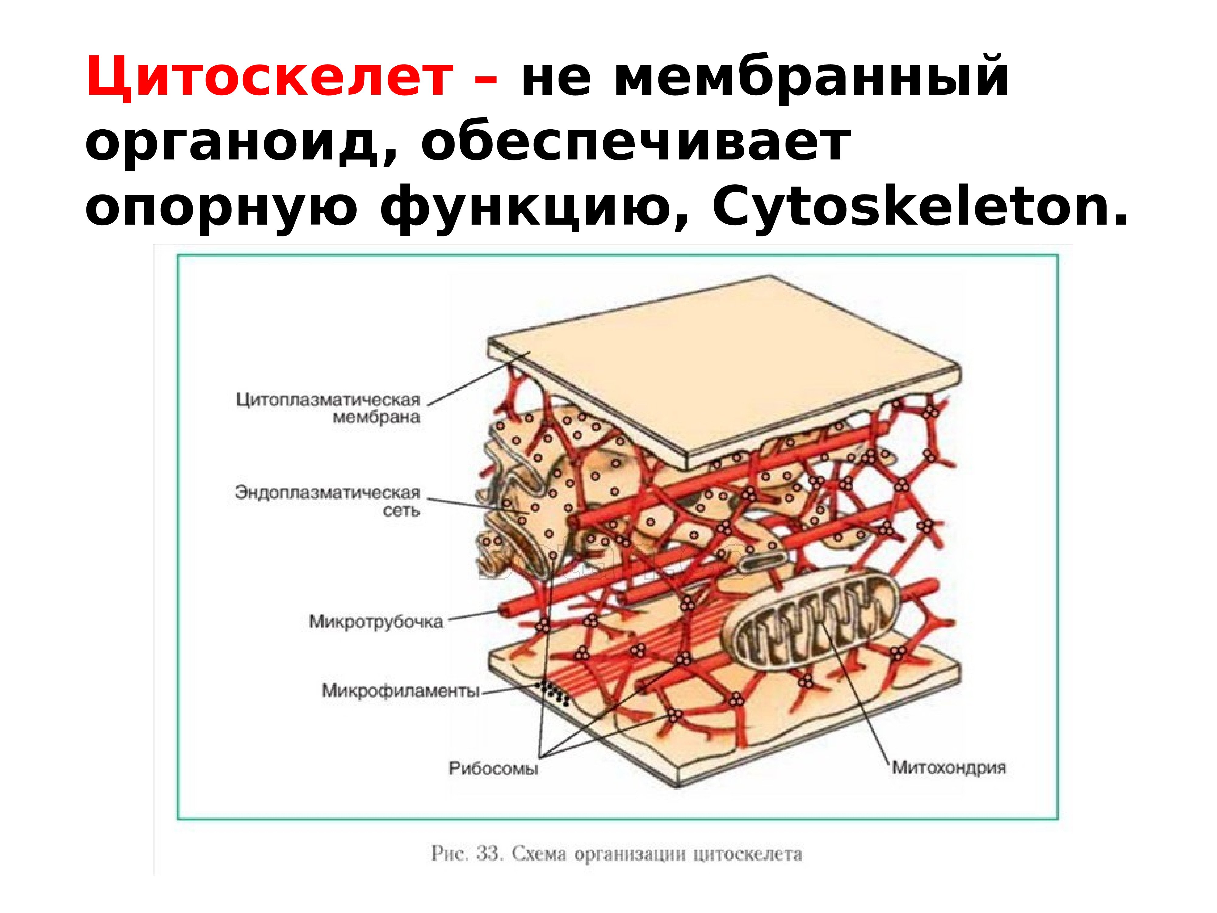 Цитоскелет схема ЕГЭ. Цитоскелет рисунок. Цитоскелет строение. Цитоскелет строение схематично. Цитоскелет клетки какой органоид