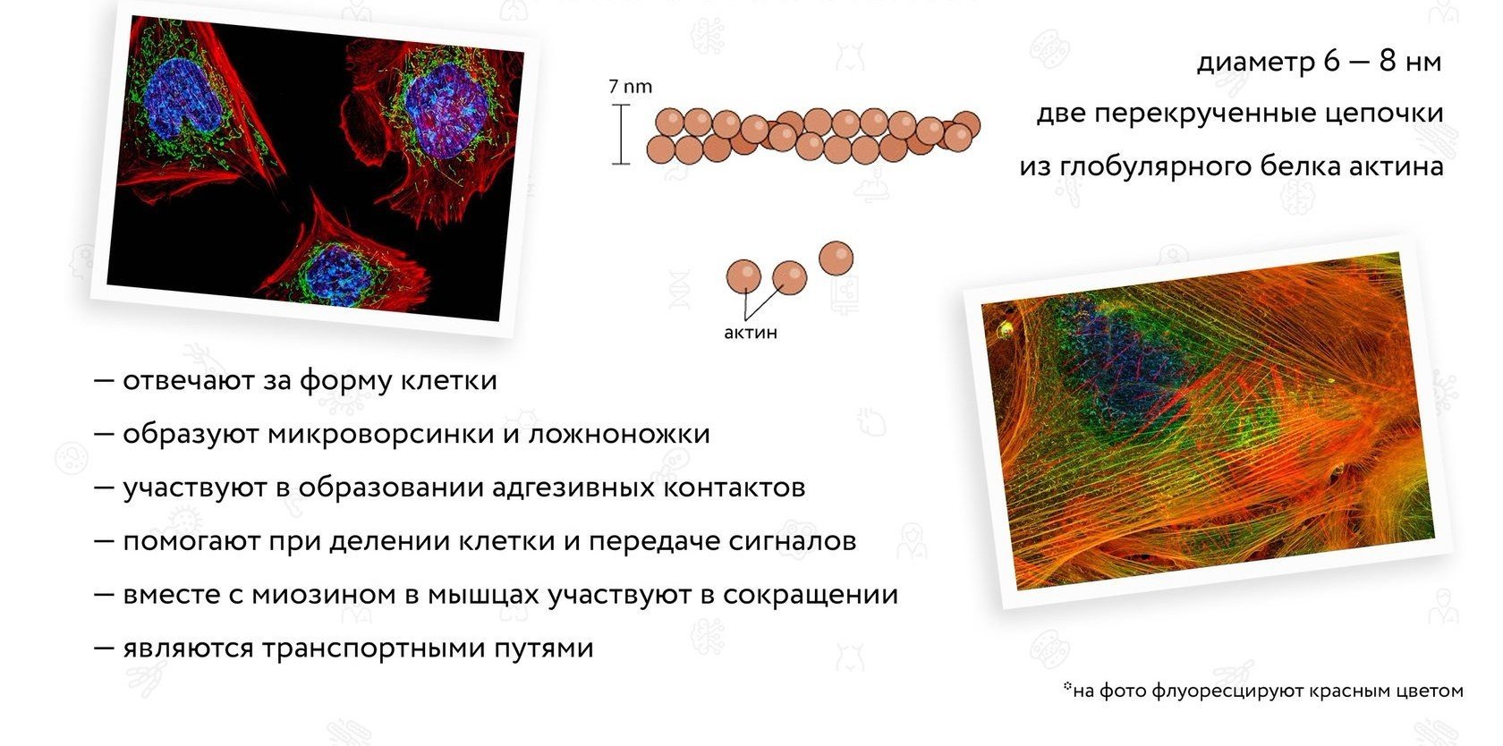 Цитоскелет на рисунке клетки. Цитоскелет нейрона. Цитоскелет фото. Микрофиламенты. Строение цитоскелета эритроцитов.
