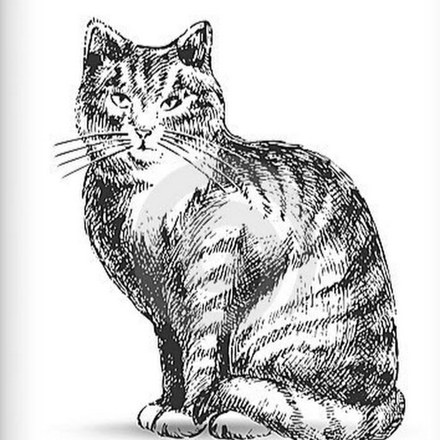 Нарисованный сидящий кот