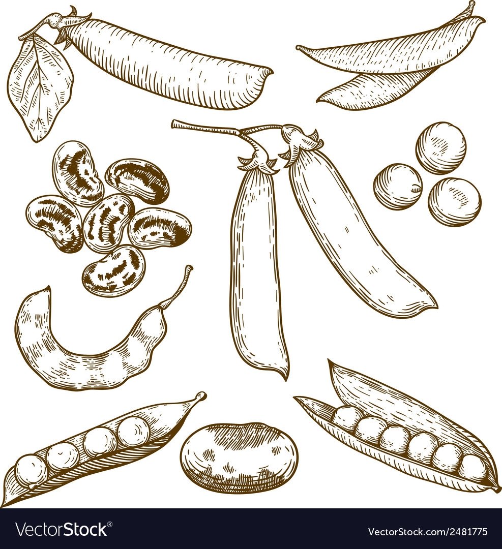 Рисунок бобов