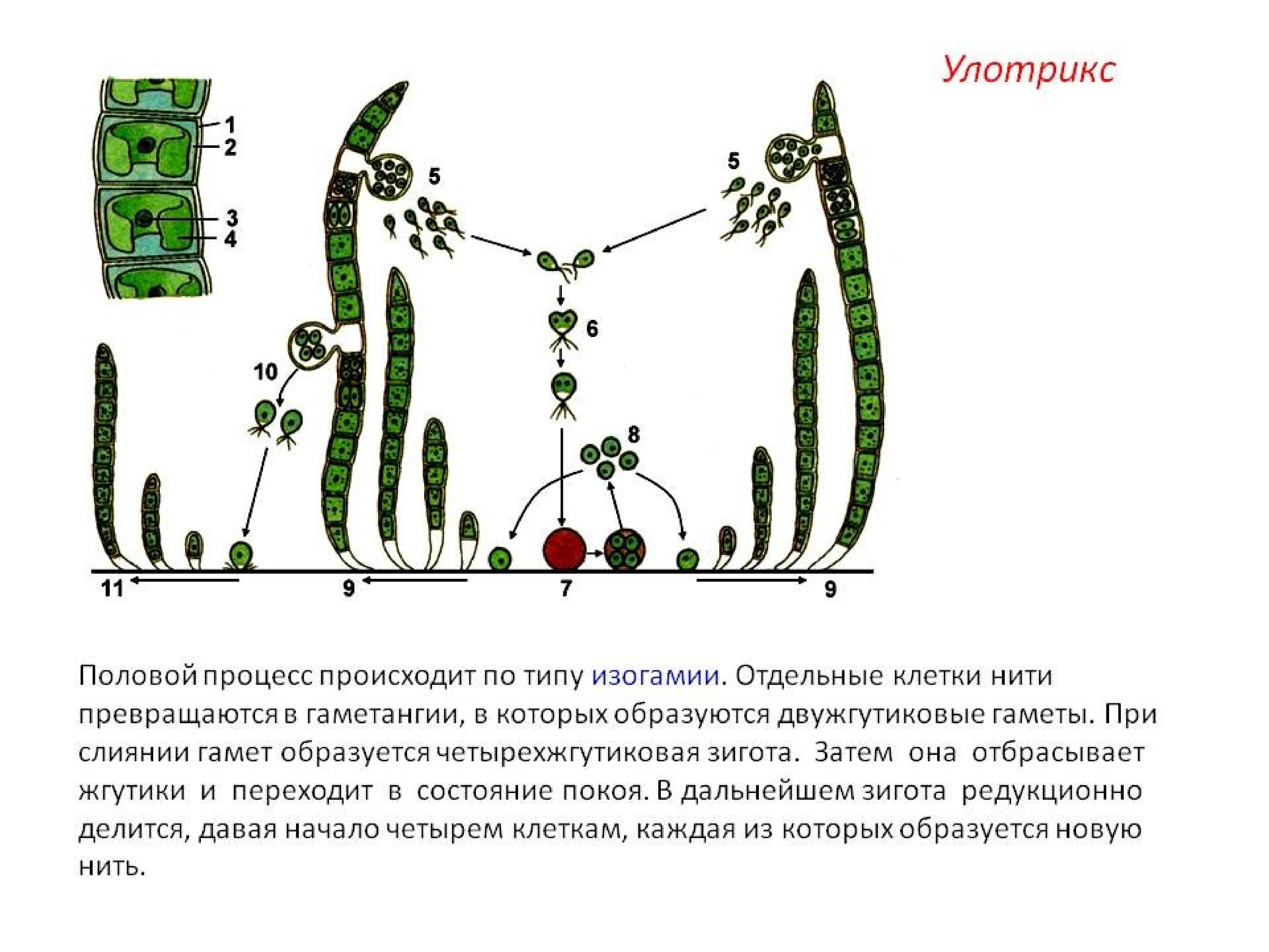 Размножение водорослей улотрикс. Размножение водоросли улотрикса. Зеленые водоросли улотрикс. Улотрикс цикл размножения. Улотрикс половой процесс.