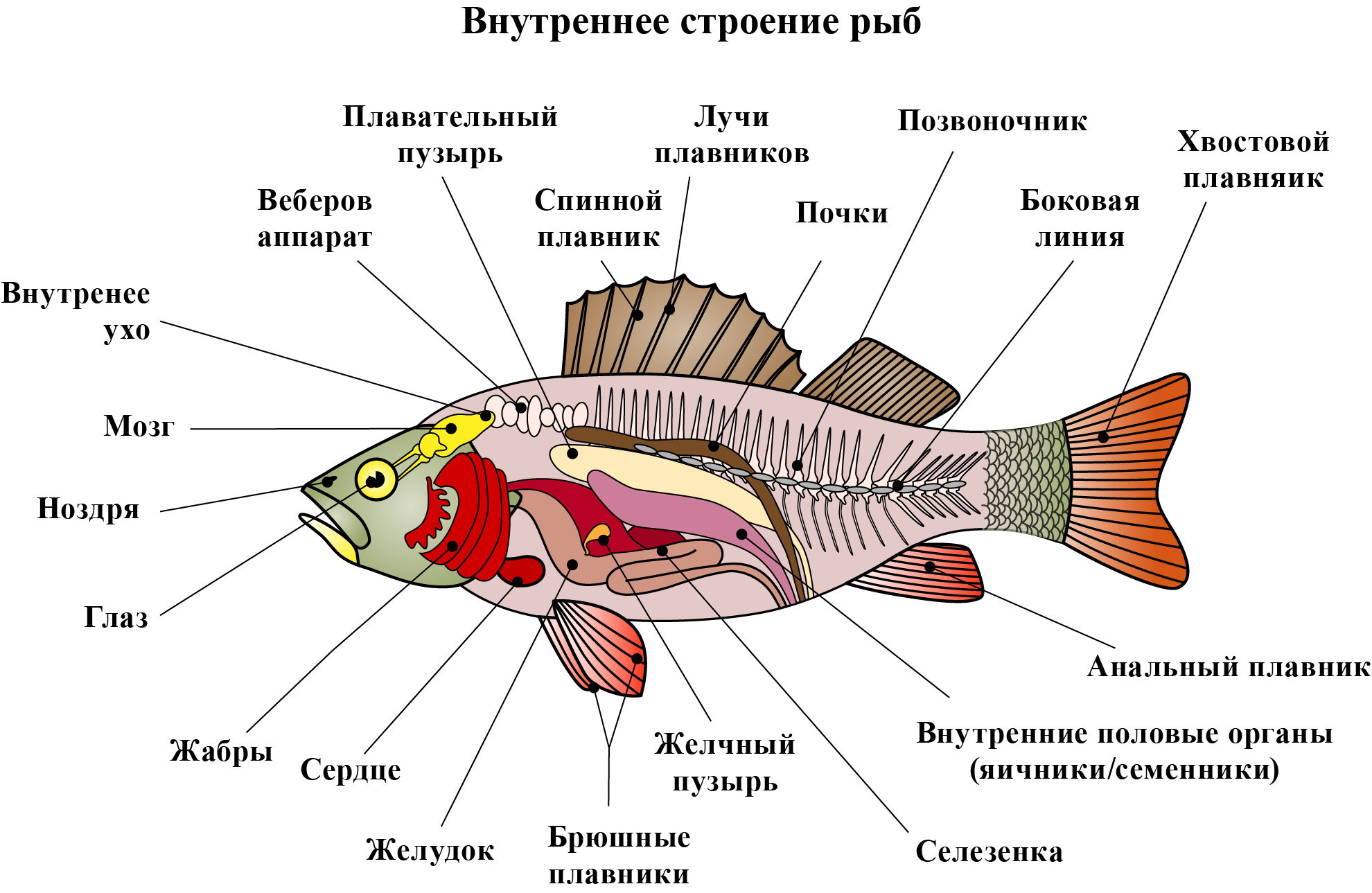 Рыба какой организм. Внешнее и внутреннее строение рыб. Строение анатомия рыб карася. Строение рыбы 7 класс биология органы. Внутренне строение рыбы схема.