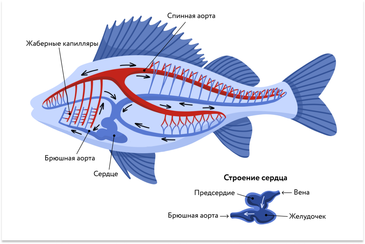 Системы органов рыб внутреннее строение. Кровеносная система рыб. Кровеносная система рыб схема. Схема строения кровеносной системы рыб. Пищеварительная система рыб схема.
