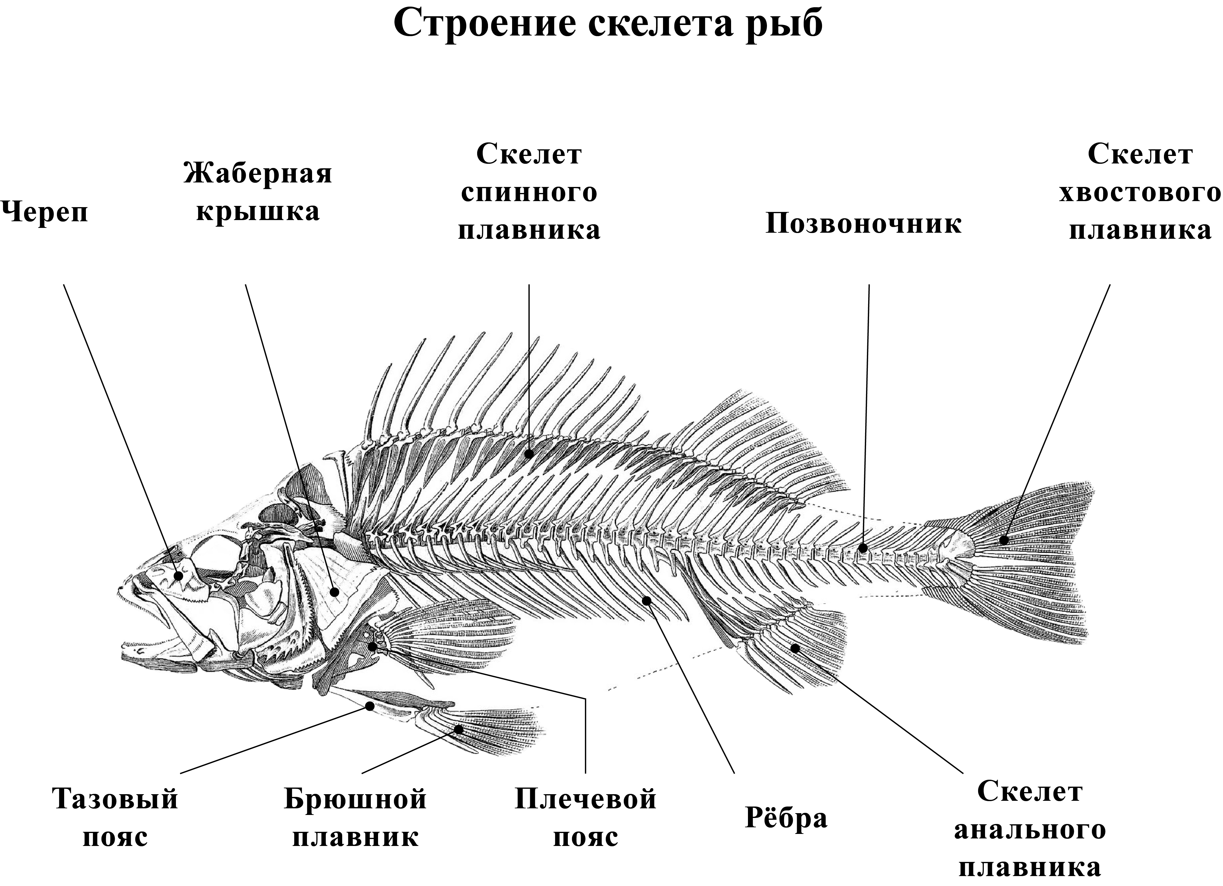 Скелет рыб 7 класс. Внутреннее строение костистой рыбы схема. Строение скелета рыбы схема. Схема внешнего строения рыбы. Схема строения скелета и внутреннее строение рыбы.