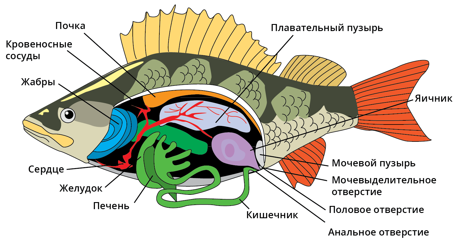 Какие особенности внутреннего строения рыб