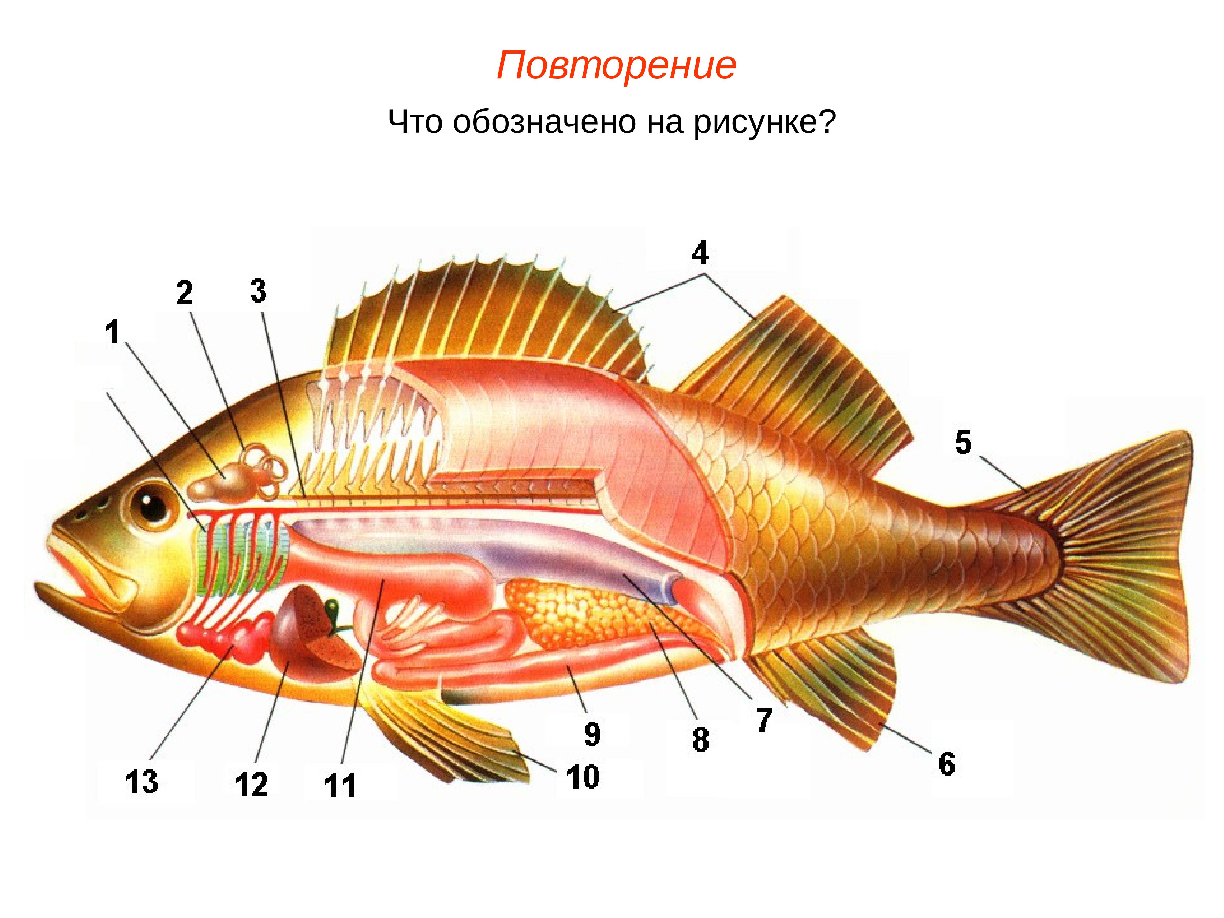 Рыбы огэ биология. Внутреннее строение рыбы 7 класс биология. Строение рыбы окунь. Выделительная система рыб. Органы костных рыб.