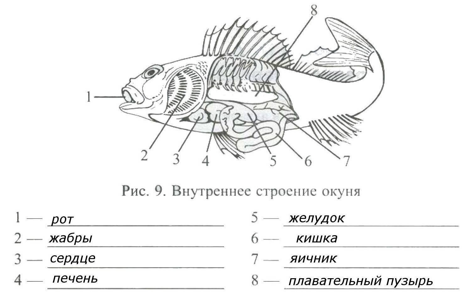 Биология 7 класс параграф рыбы. Внутренне строение речного окуня. Внутреннее строение окуня биология 7 класс. Внешнее и внутреннее строение рыбы 7 класс биология. Внутреннее строение окуня биология 7 класс рисунок.