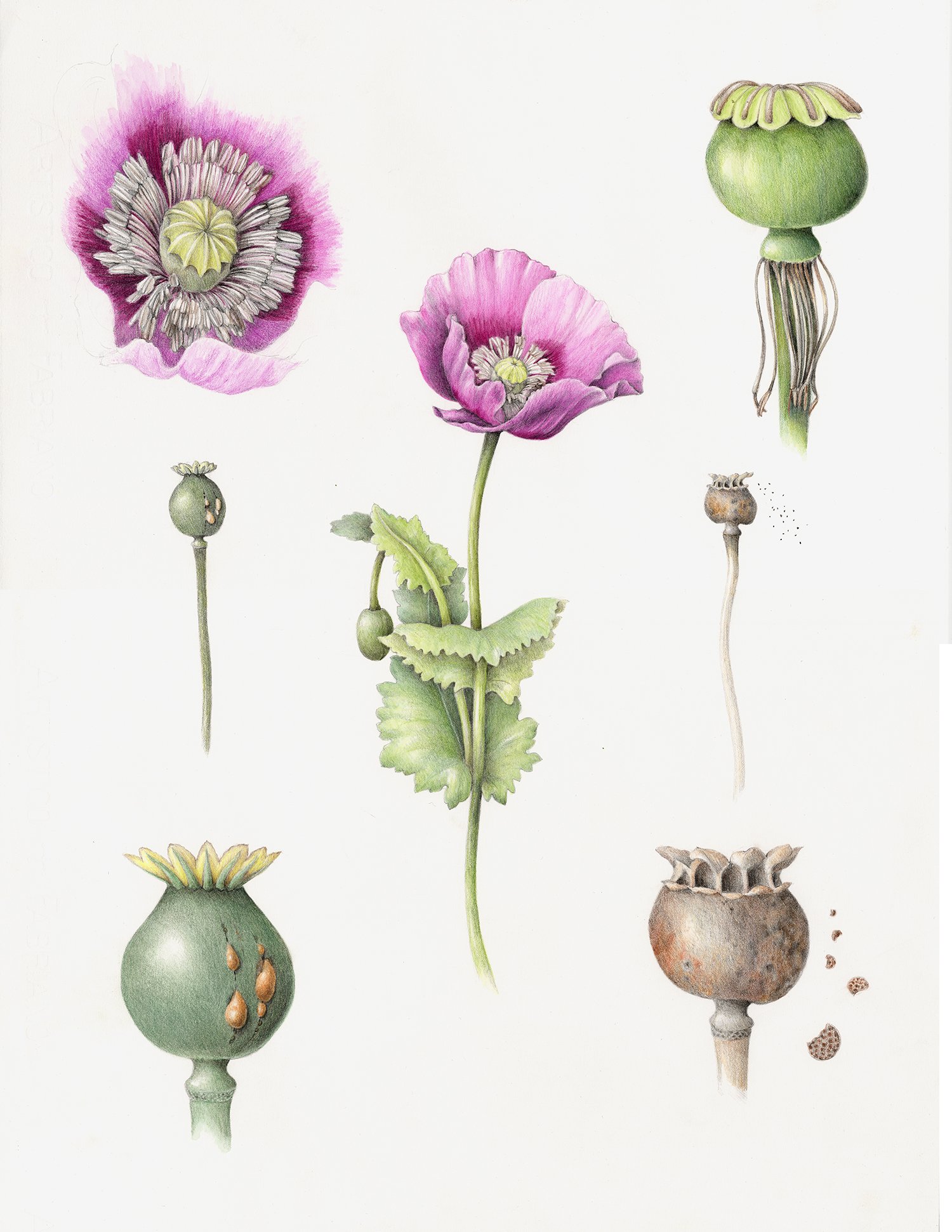 Botanical collection. Papaver somniferum Ботаническая иллюстрация. Мак опиумный Ботаническая иллюстрация. Опиумный Мак коробочка.
