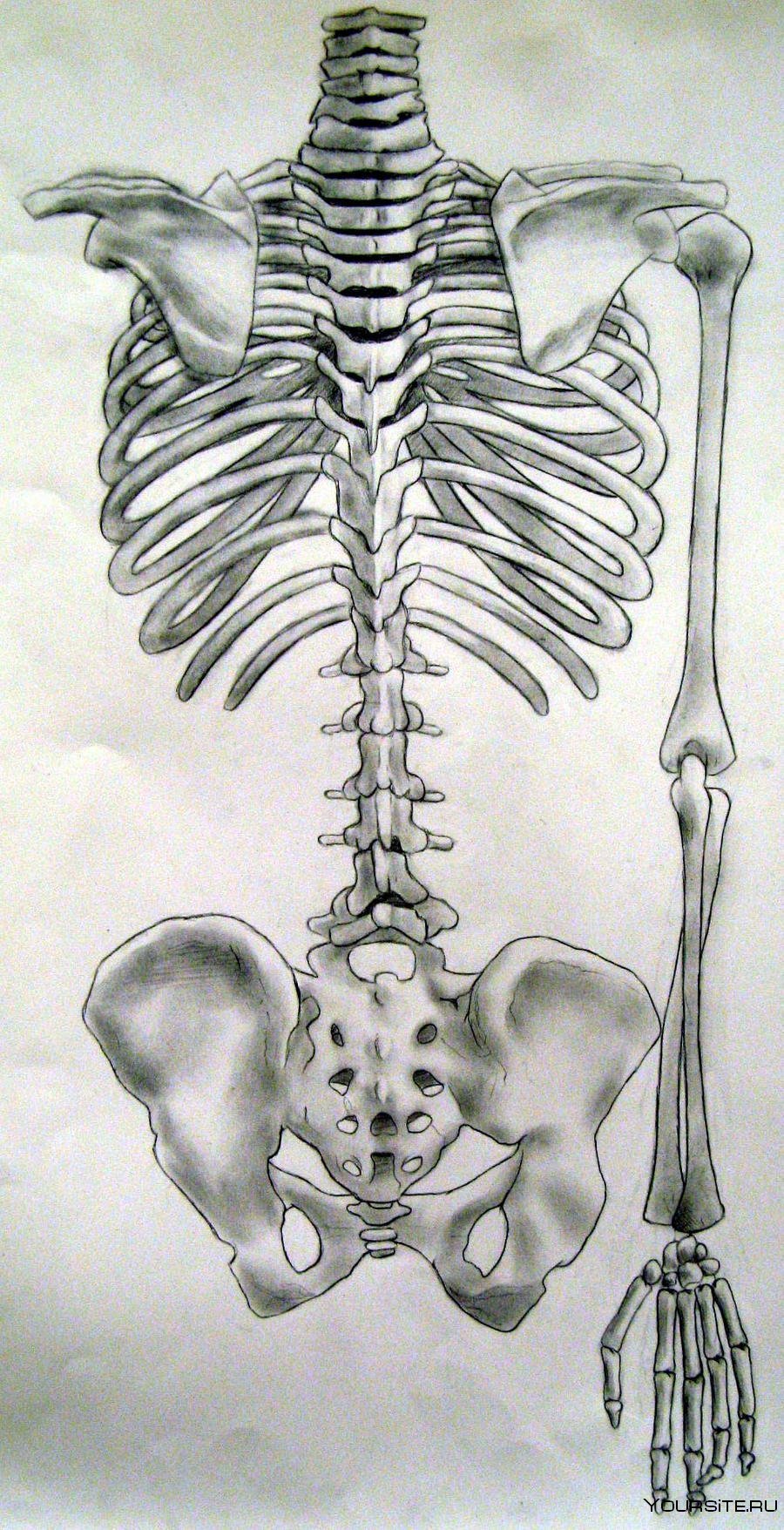 Скелет человека спина. Скелет человека. Скелет человека поясница. Скелет со спины.