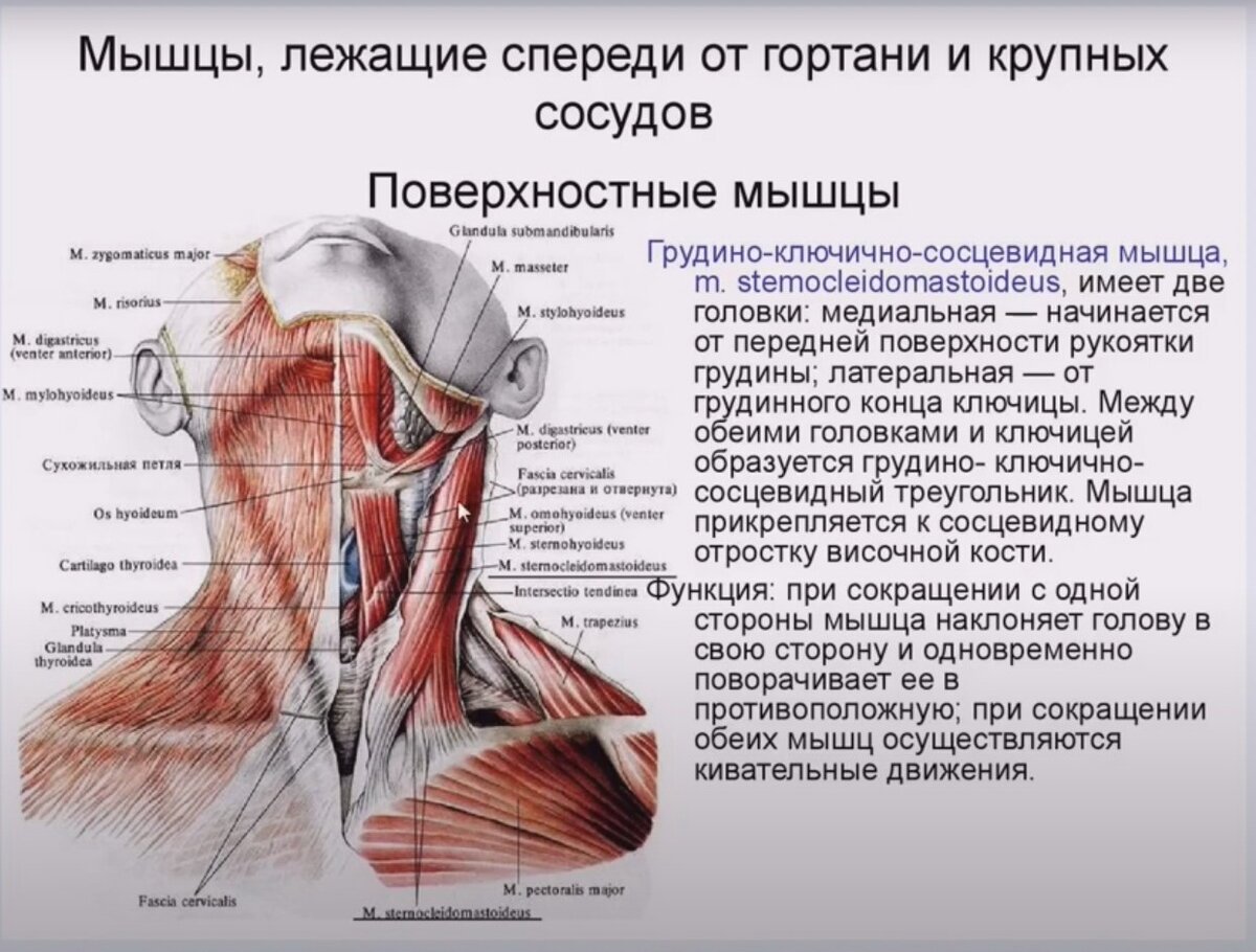 Шея снизу. Мышцы шеи топографическая анатомия. Мышцы шеи анатомия человека спереди. Строение снизу шея.