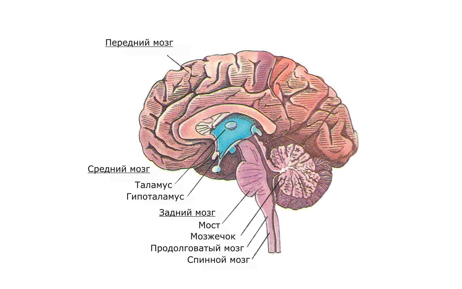 Мост мозга анатомия. Задний мозг мост. Строение задних отделов головного мозга. Варолиев мост рисунок. Мост мозга состоит из