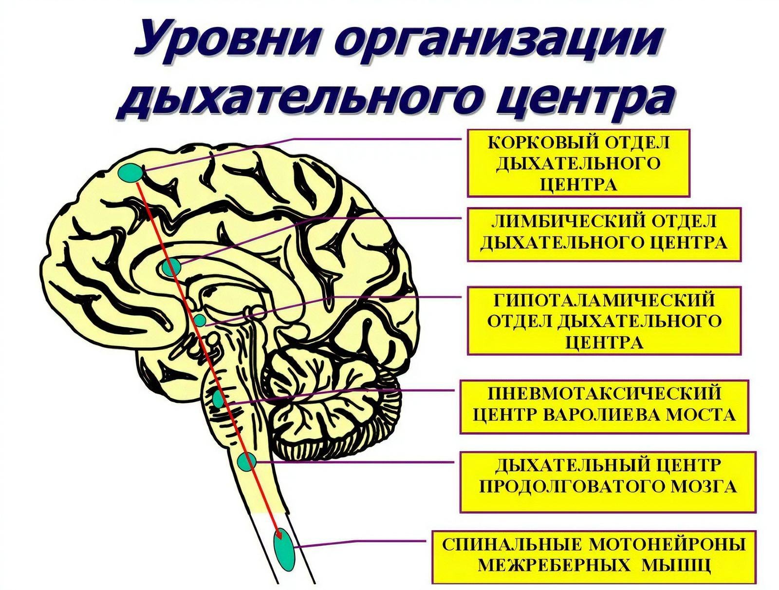 В каком отделе мозга расположены центры обеспечивающие. Структурно-функциональная организация дыхательного центра. Дыхательный центр продолговатого мозга. Дыхательный центр в мозге. Центр дыхания в головном мозге.