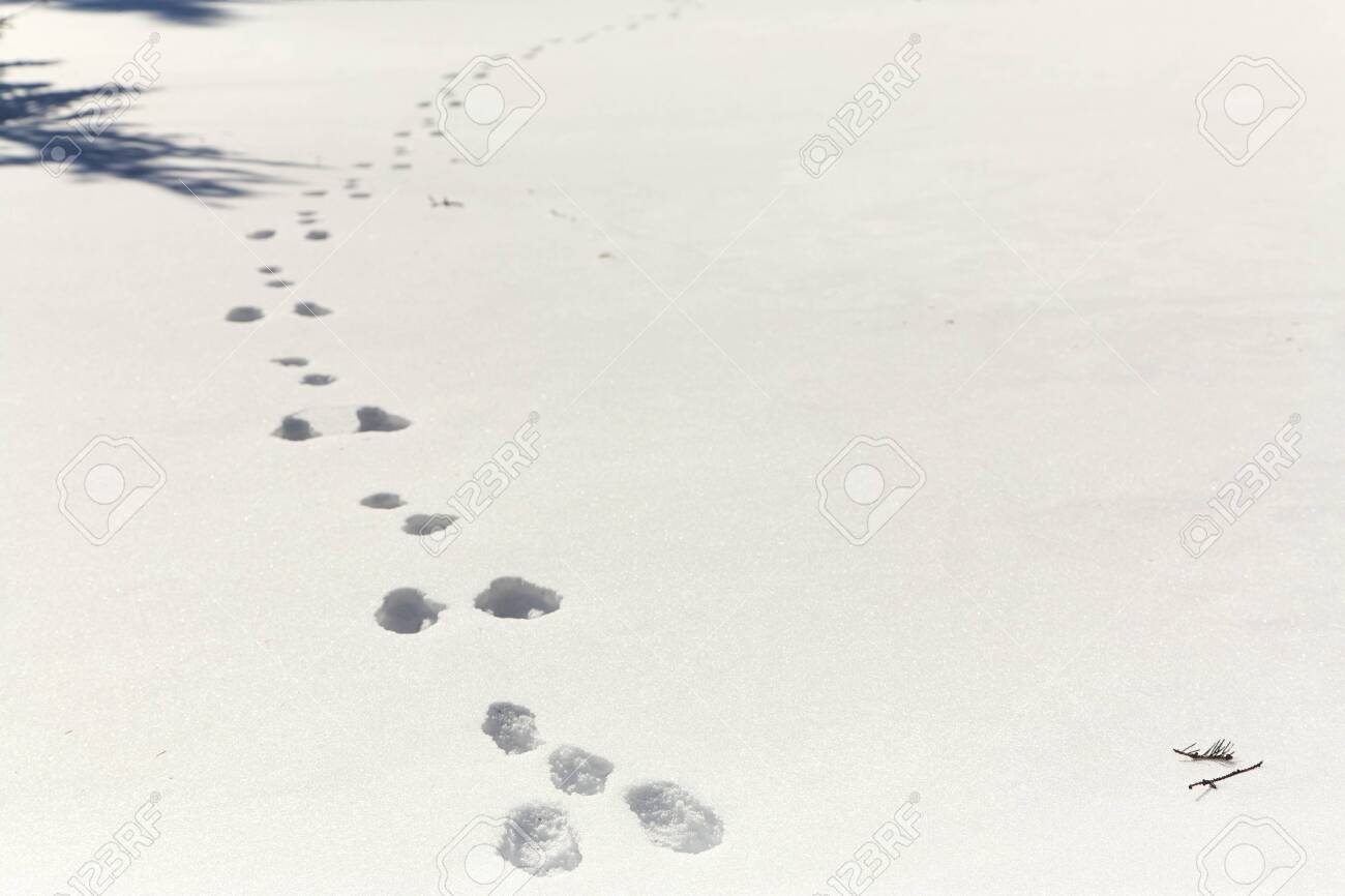 Не заячьи следы как пишется. Заячьи следы на снегу живопись. Заячий след на снегу направление. Следы зайца направление движения. Следы зайца в лесу.
