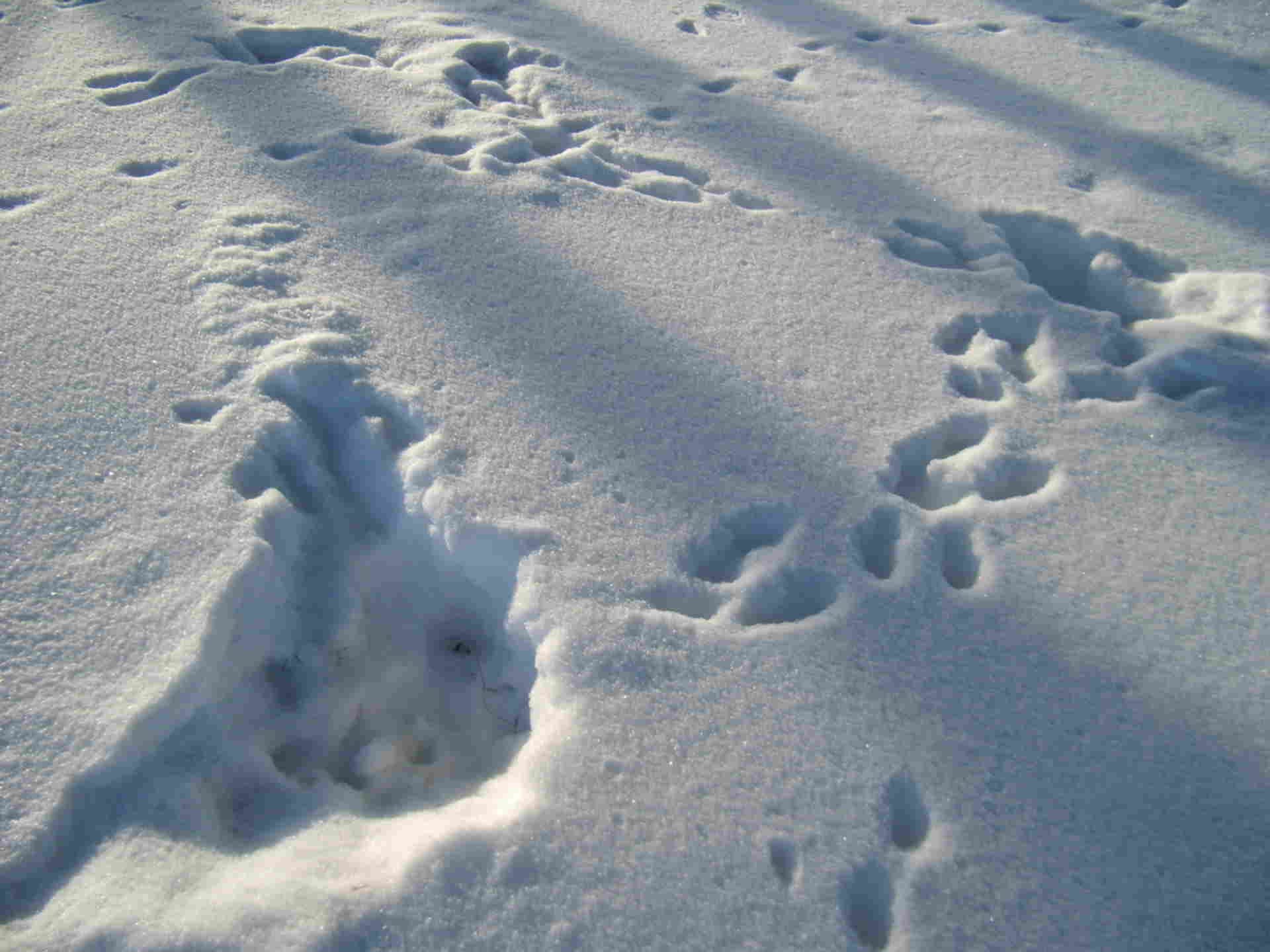 Свежесть следа. Следы зайца беляка. Следы зайца заячьи следы. Следы зайца беляка на снегу.